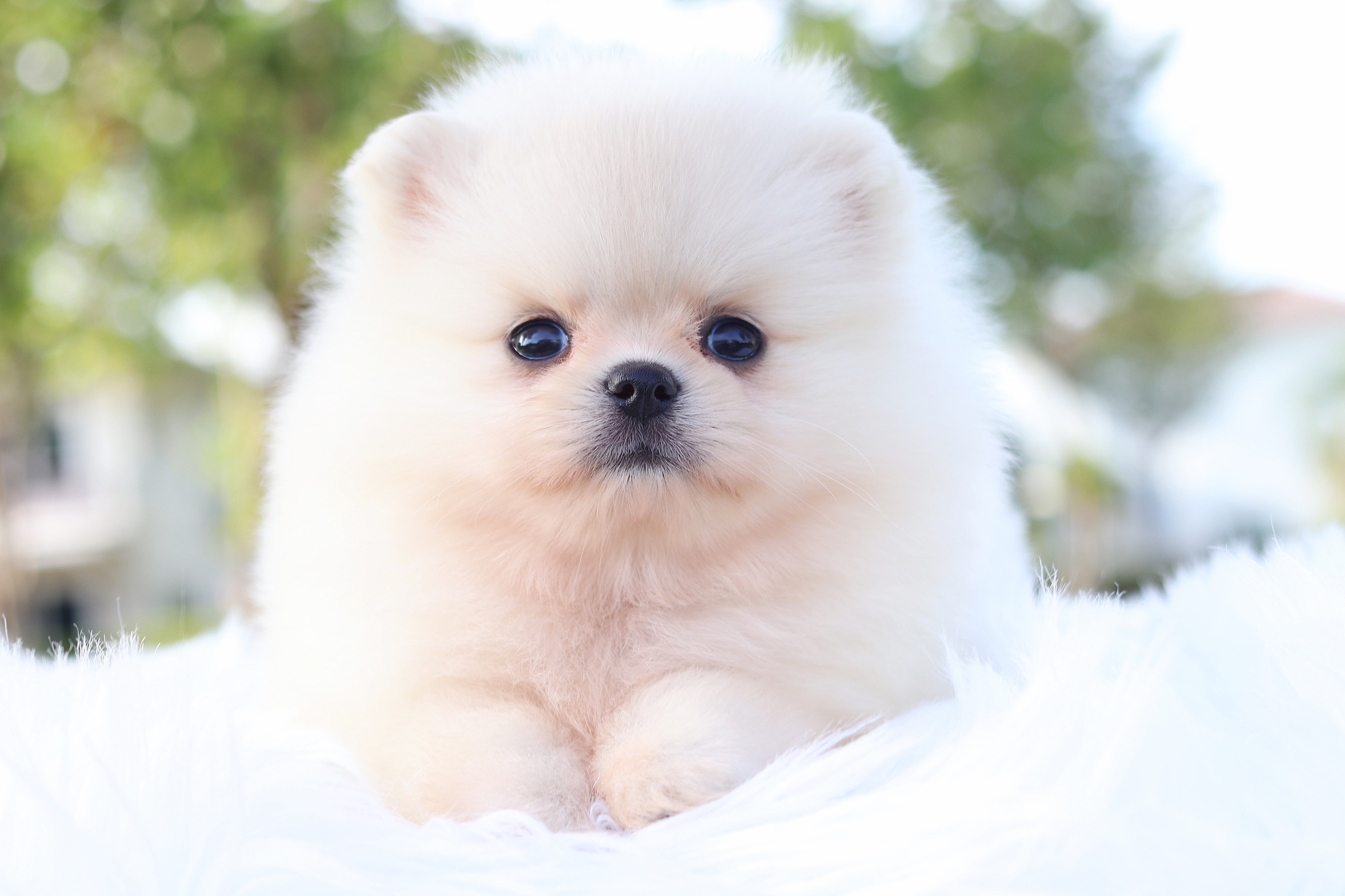 ปอมเมอเรเนียน เพศเมียสีขาวครีม เกรดโชว์