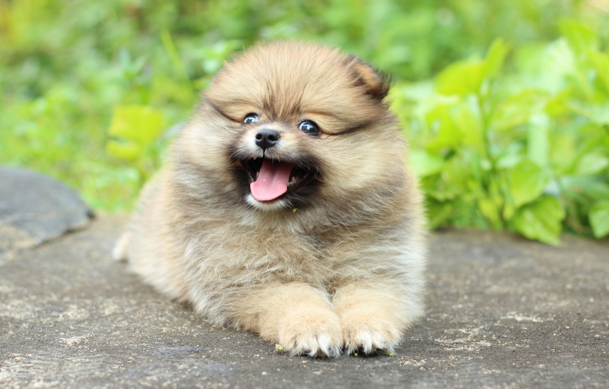 ปอมเมอเรเนียน เพศเมียสีส้ม