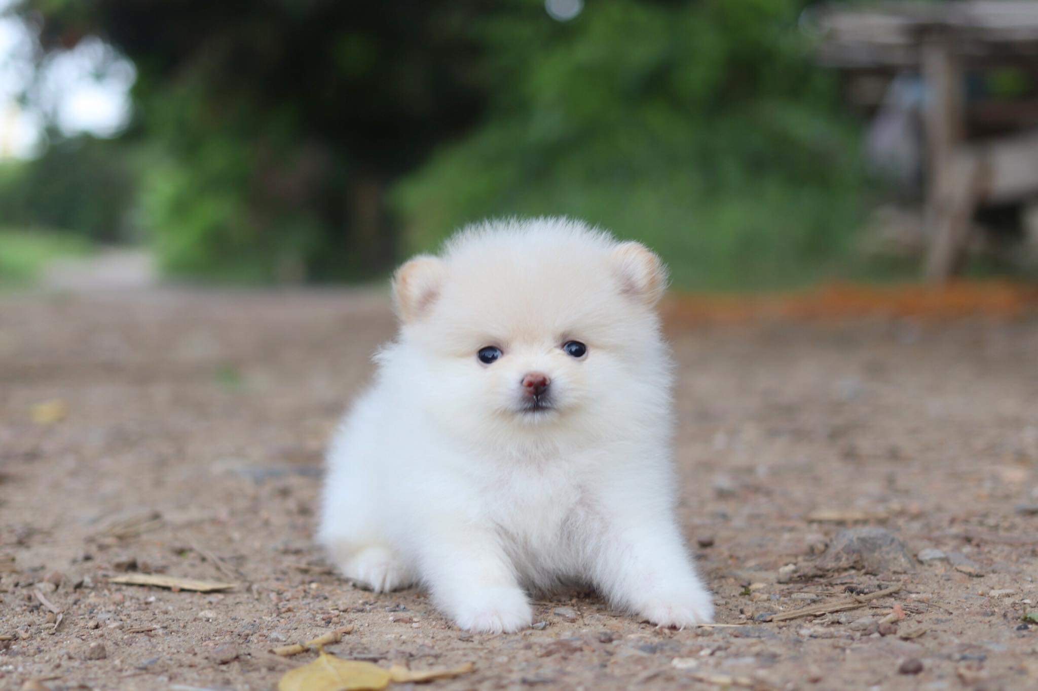 ปอมเมอเรเนียน เพศเมีย