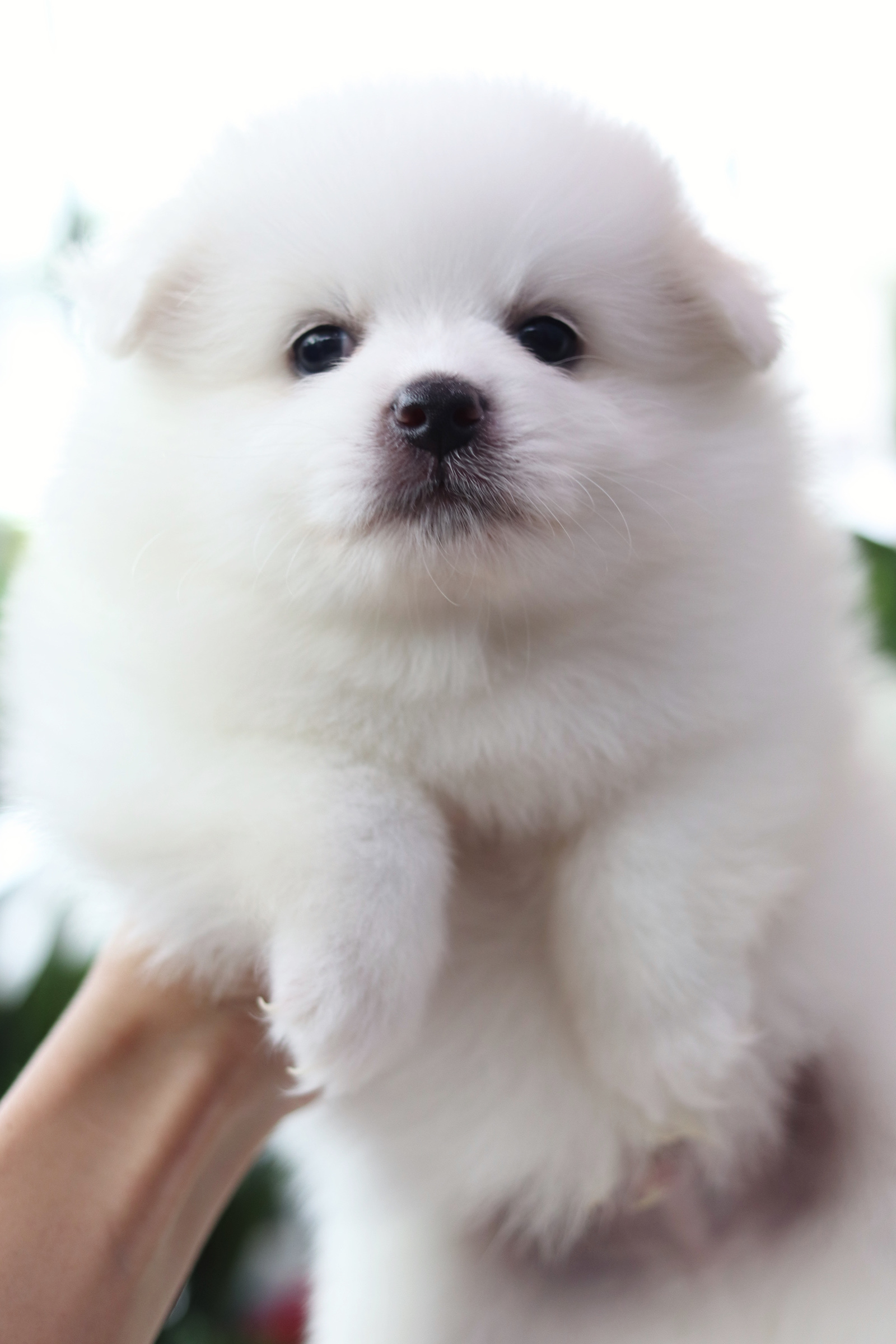 ปอมเมอเรเนียน เพศผู้ สีขาวไซส์ปกติหน้าฟ็อก