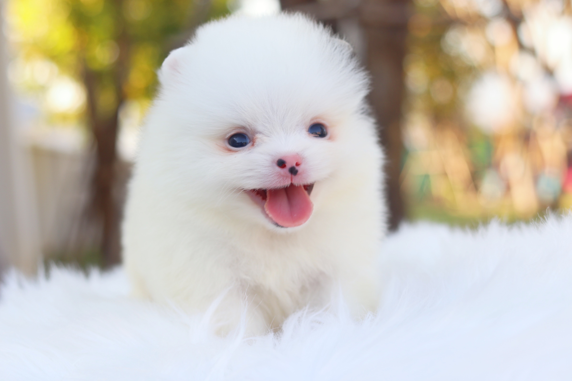 ปอมเมอเรเนียน เพศผู้ แฟนซี