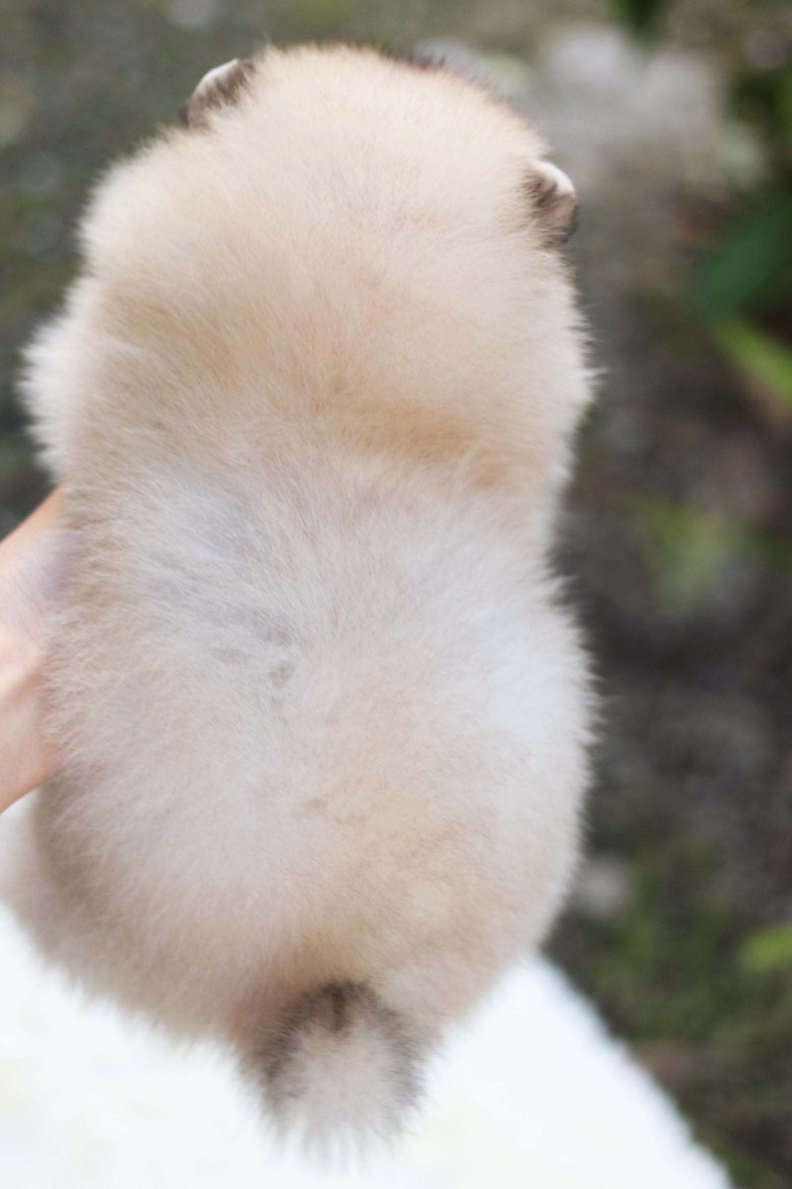 ปอมเมอเรเนียน เพศเมียสีส้ม