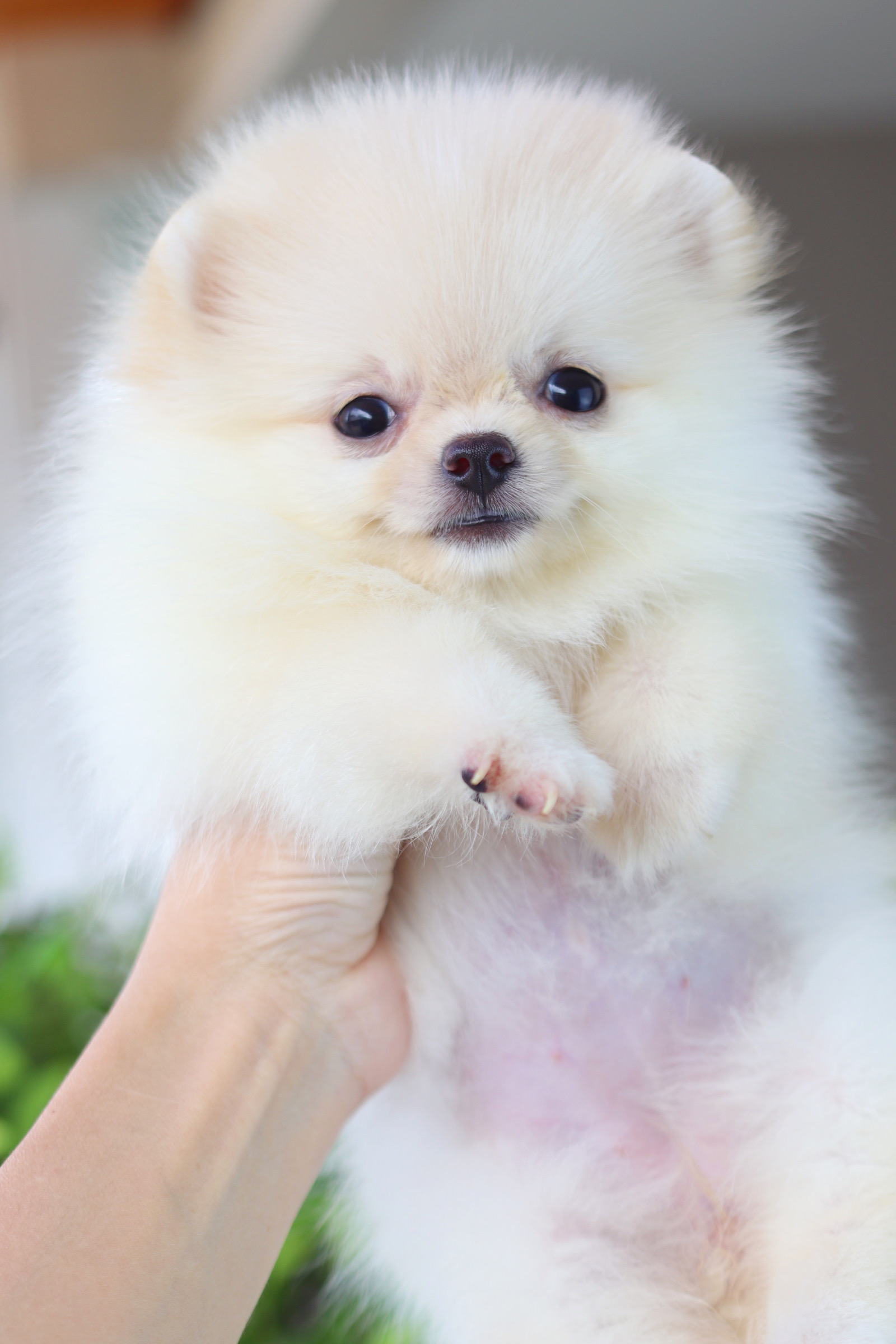 ปอมเมอเรเนียน เพศเมียสีครีม