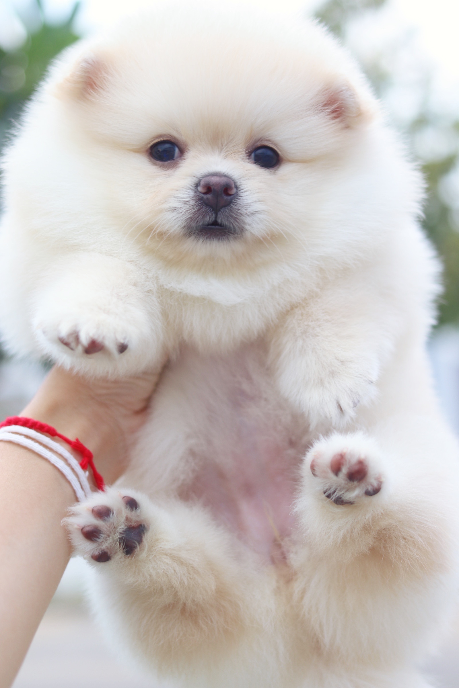 ปอมเมอเรเนียน เพศเมียสีครีม