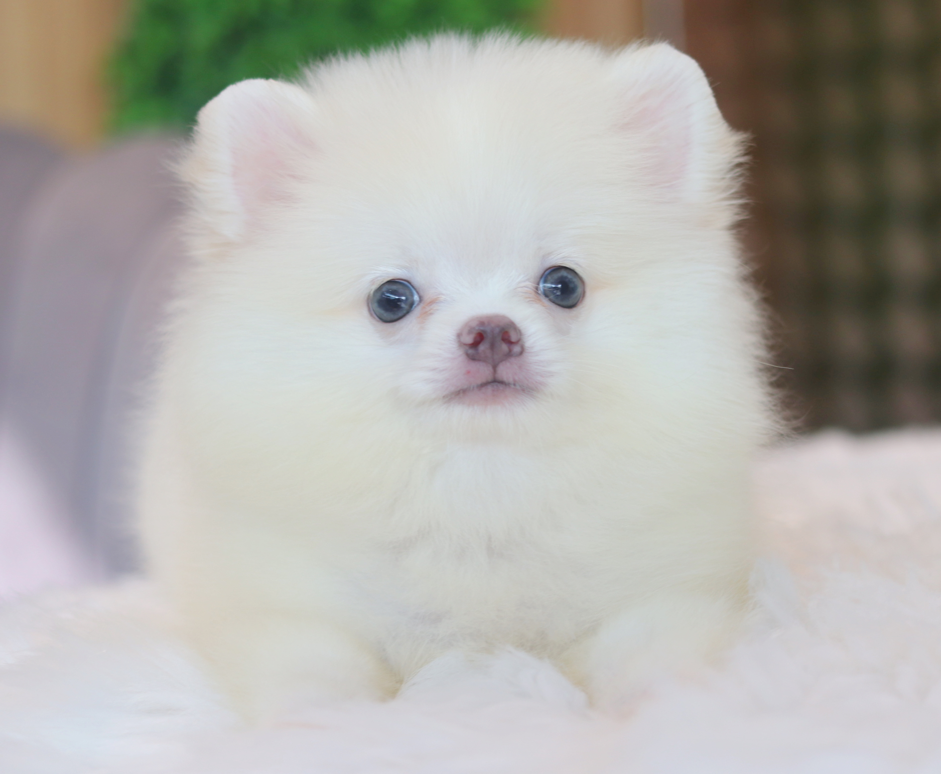 ปอมเมอเรเนียน เพศเมียสีขาวครีม