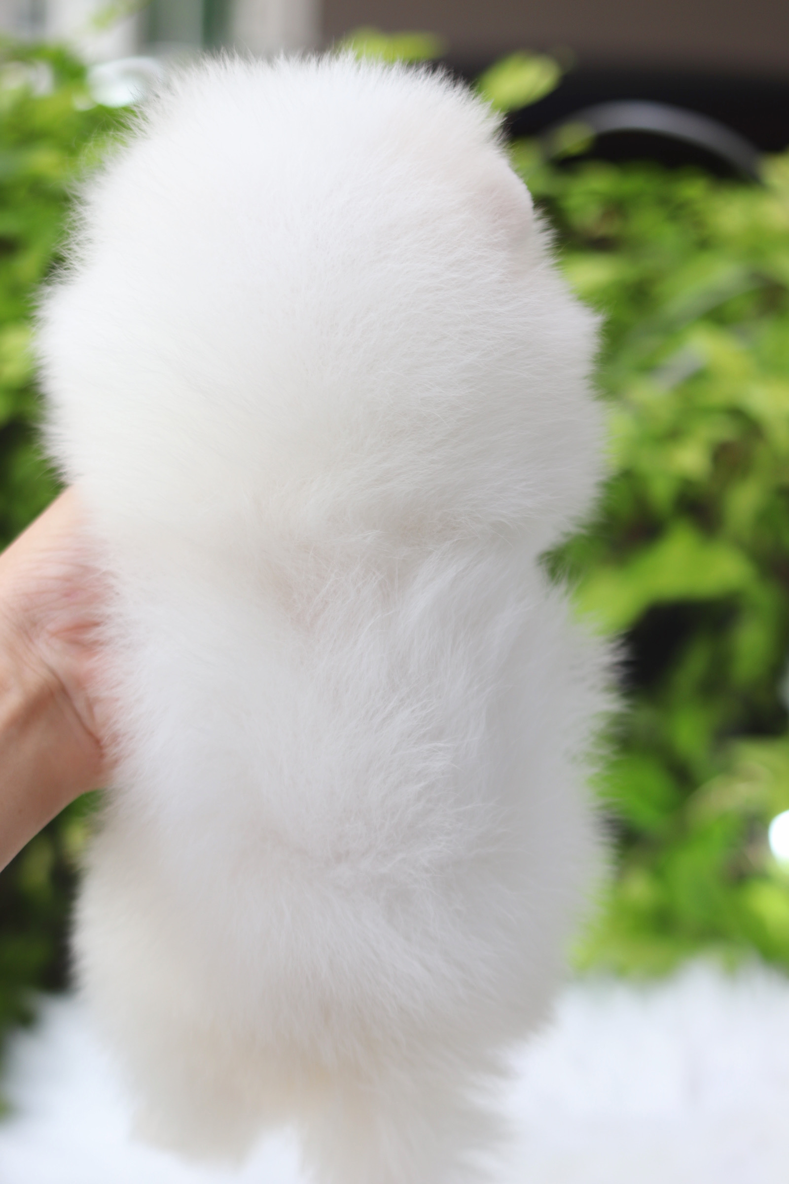 ปอมเมอเรเนียน เพศผู้สีขาวครีม เกรดโชว์