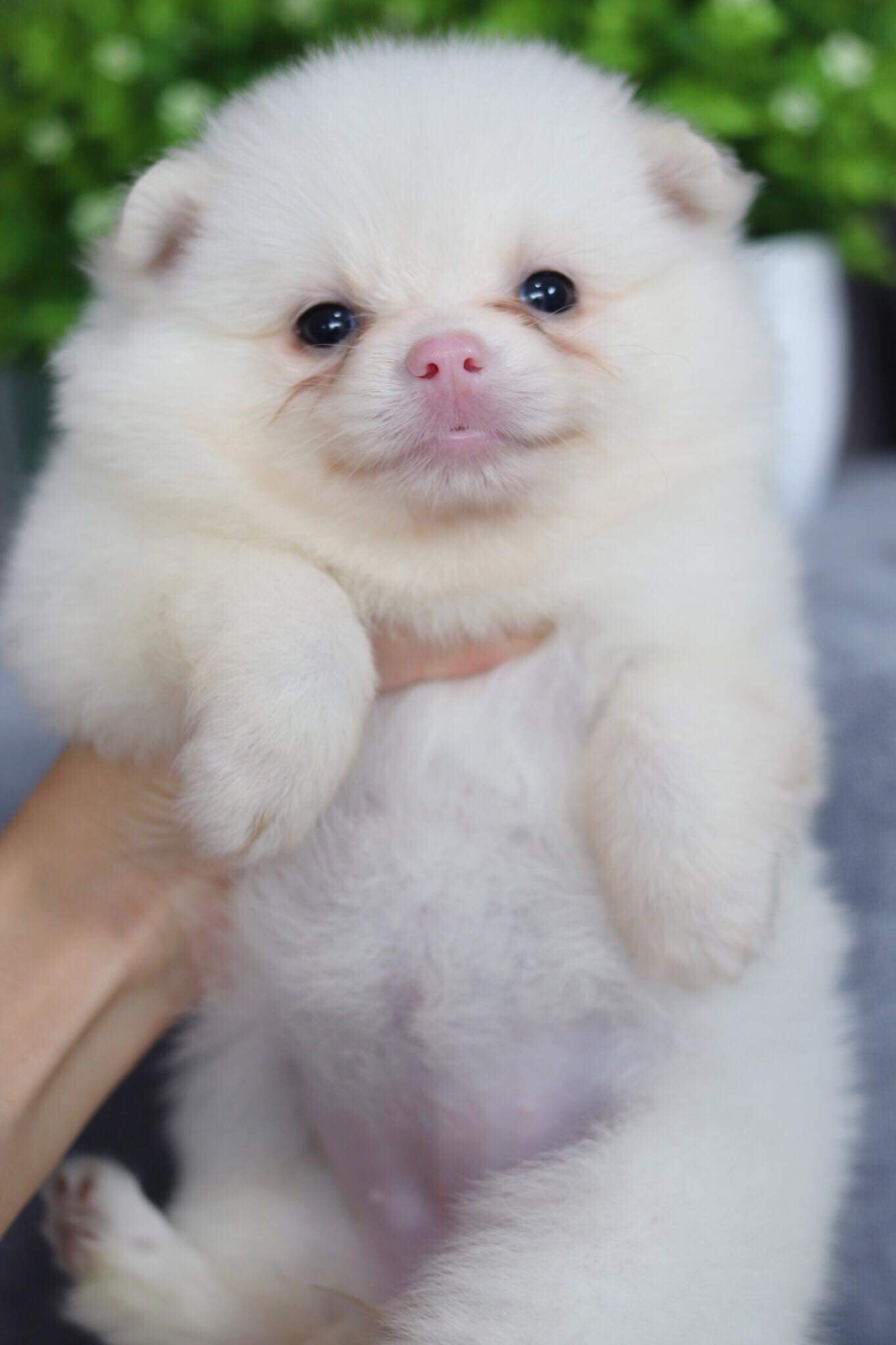 ปอมเมอเรเนียน เพศเมีย