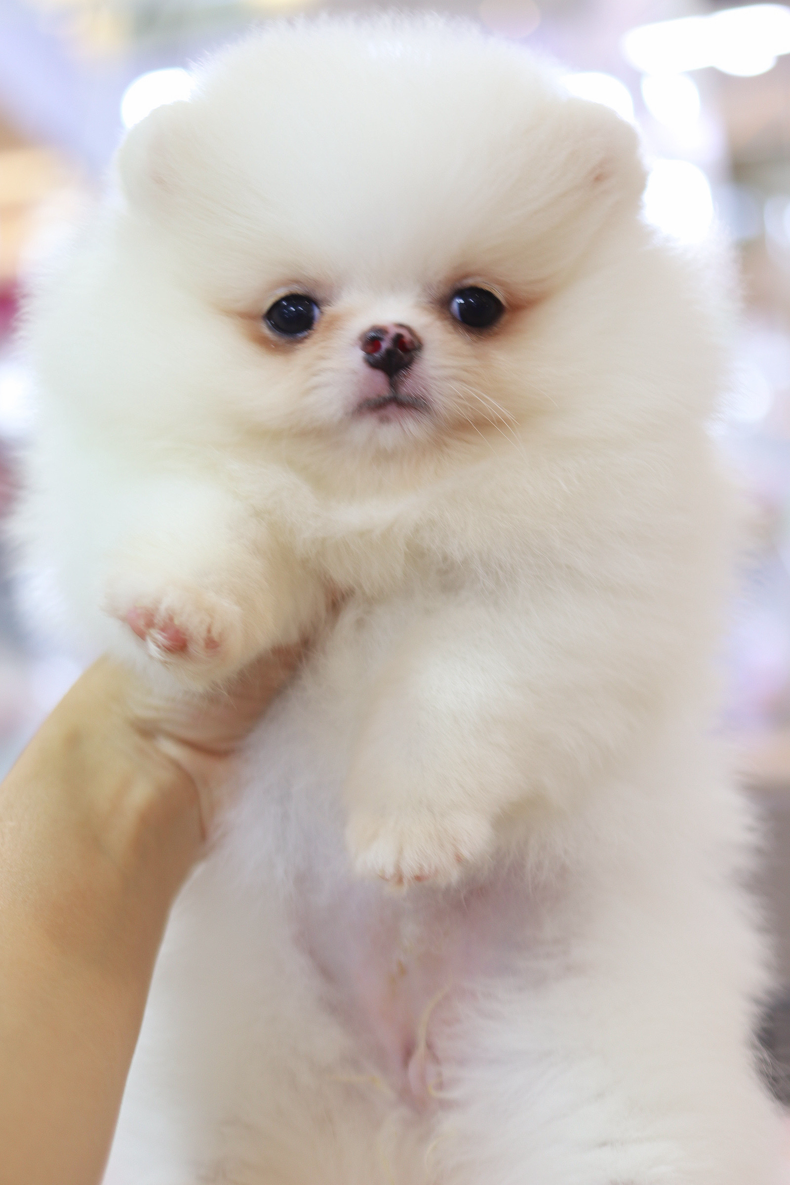 ปอมเมอเรเนียน เพศเมียสีขาวครีมเกรดโชว์