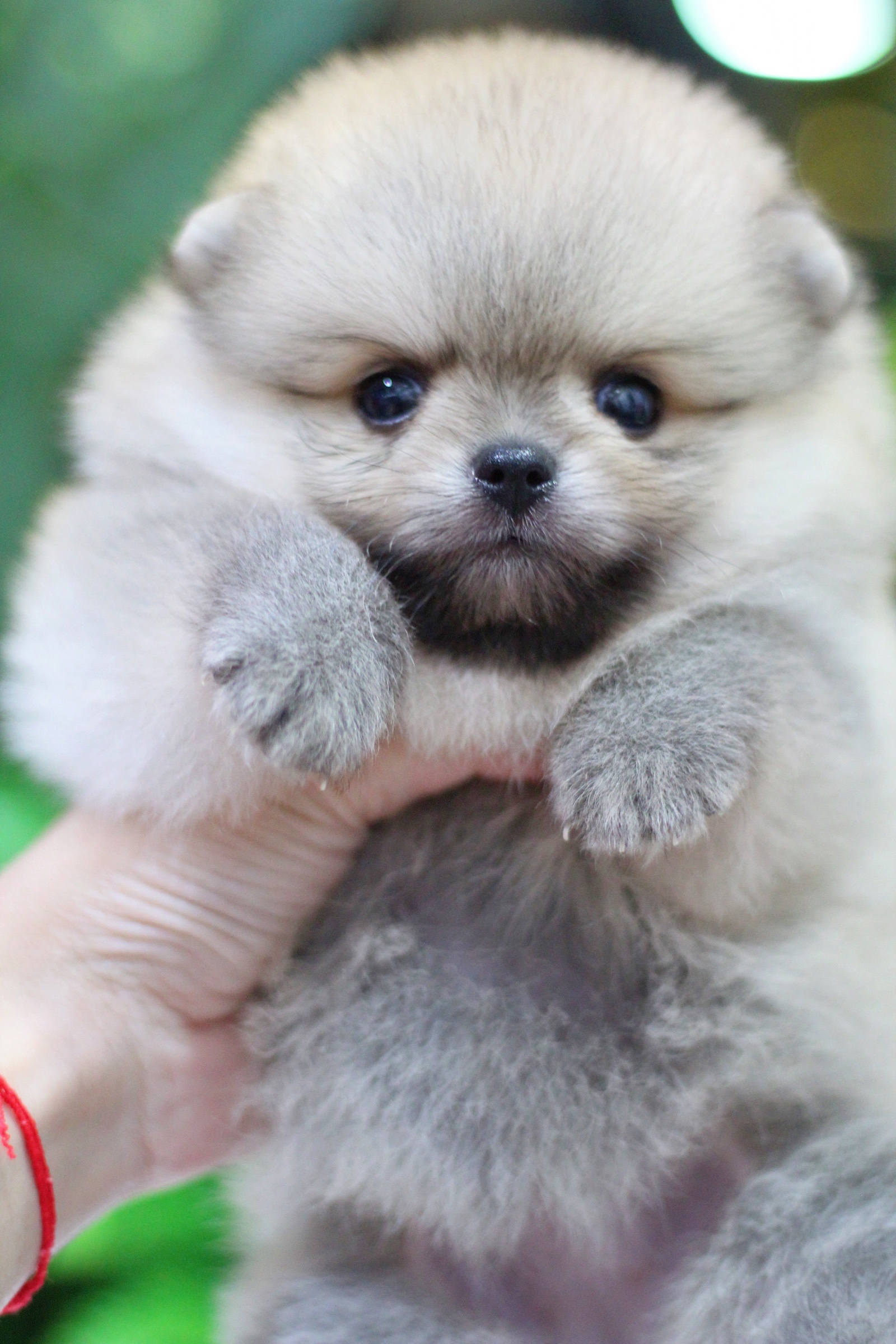 ปอมเมอเรเนียน เพศเมียสีส้ม