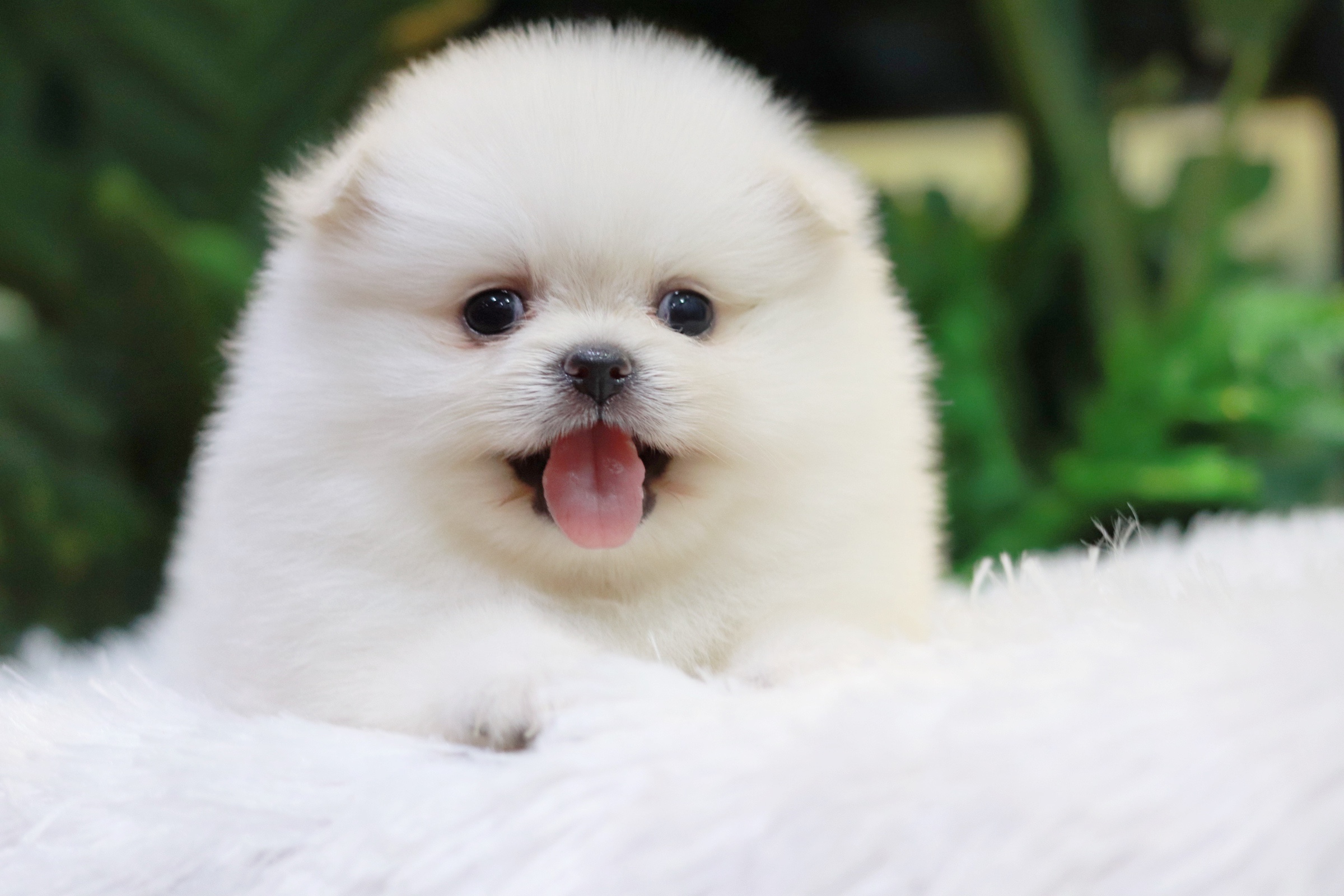 ปอมเมอเรเนียน เพศเมียสีขาวครีม