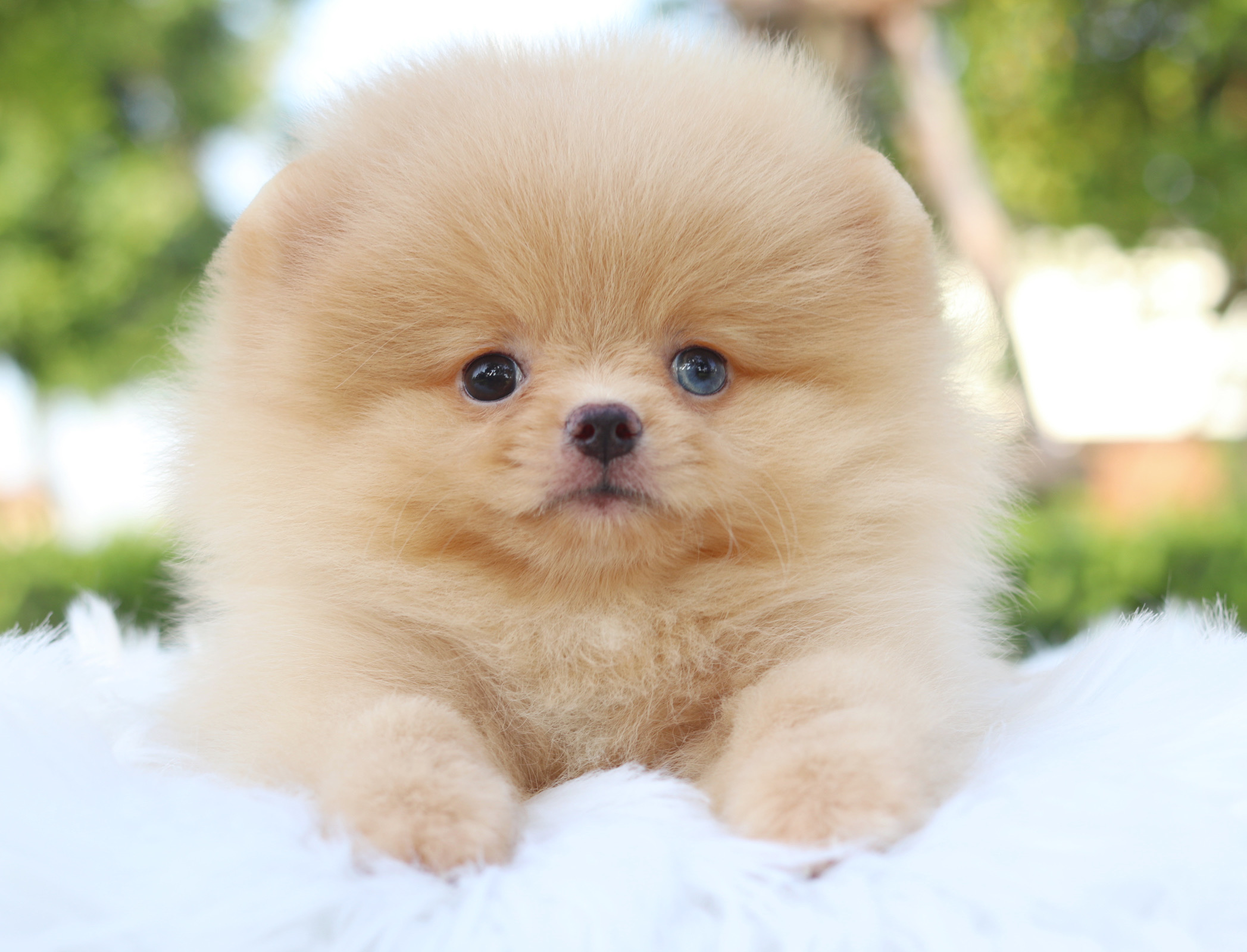 ปอมเมอเรเนียน เพศเมียสีครีม