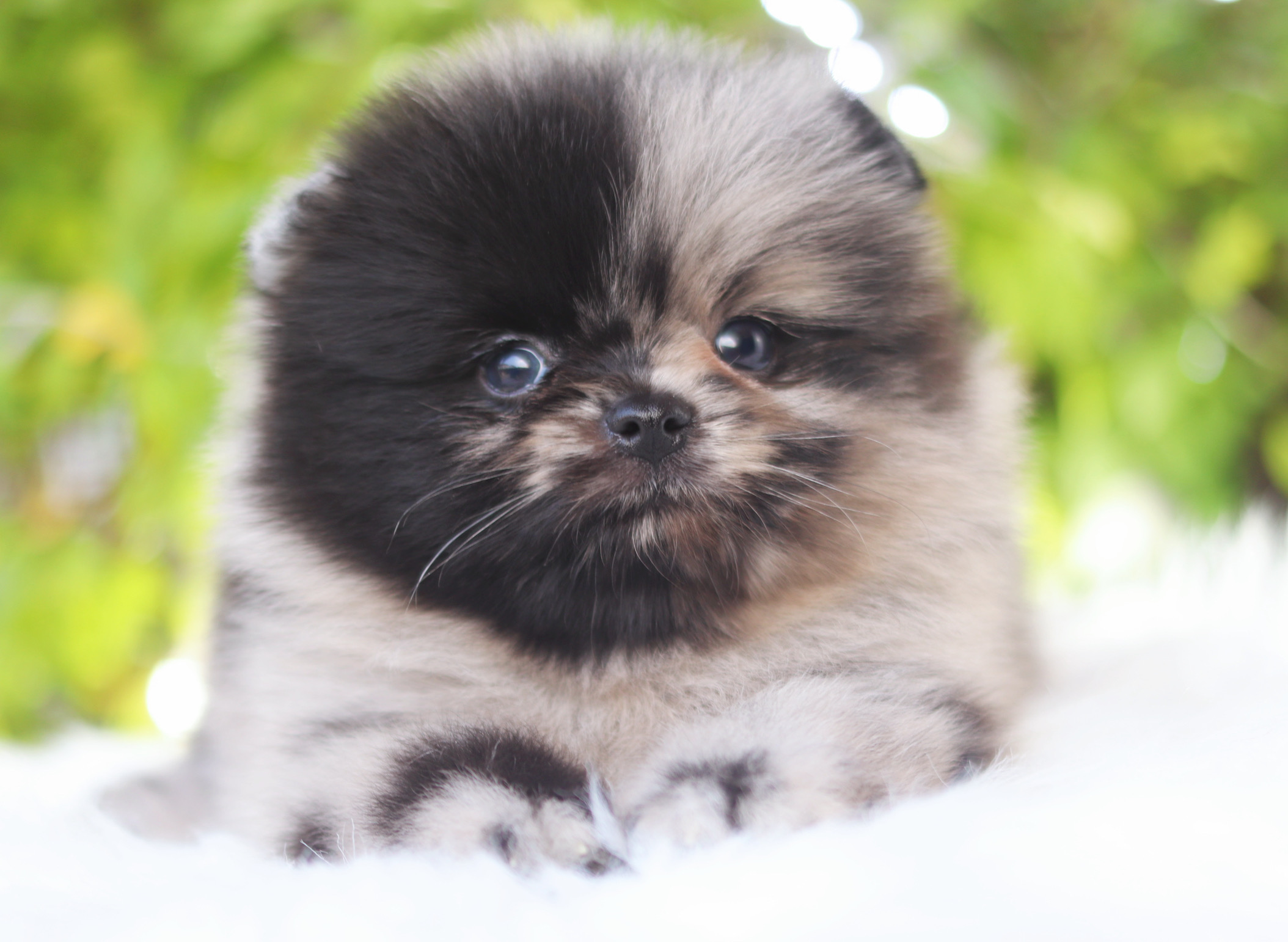 ปอมเมอเรเนียน เพศผู้ สีเมอร์เร่