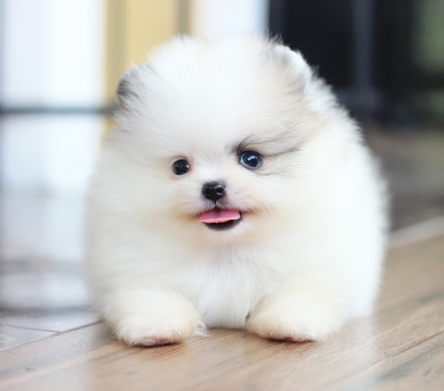 ปอมเมอเรเนียน เพศผู้ สีแฟนซีเกรดโชว์