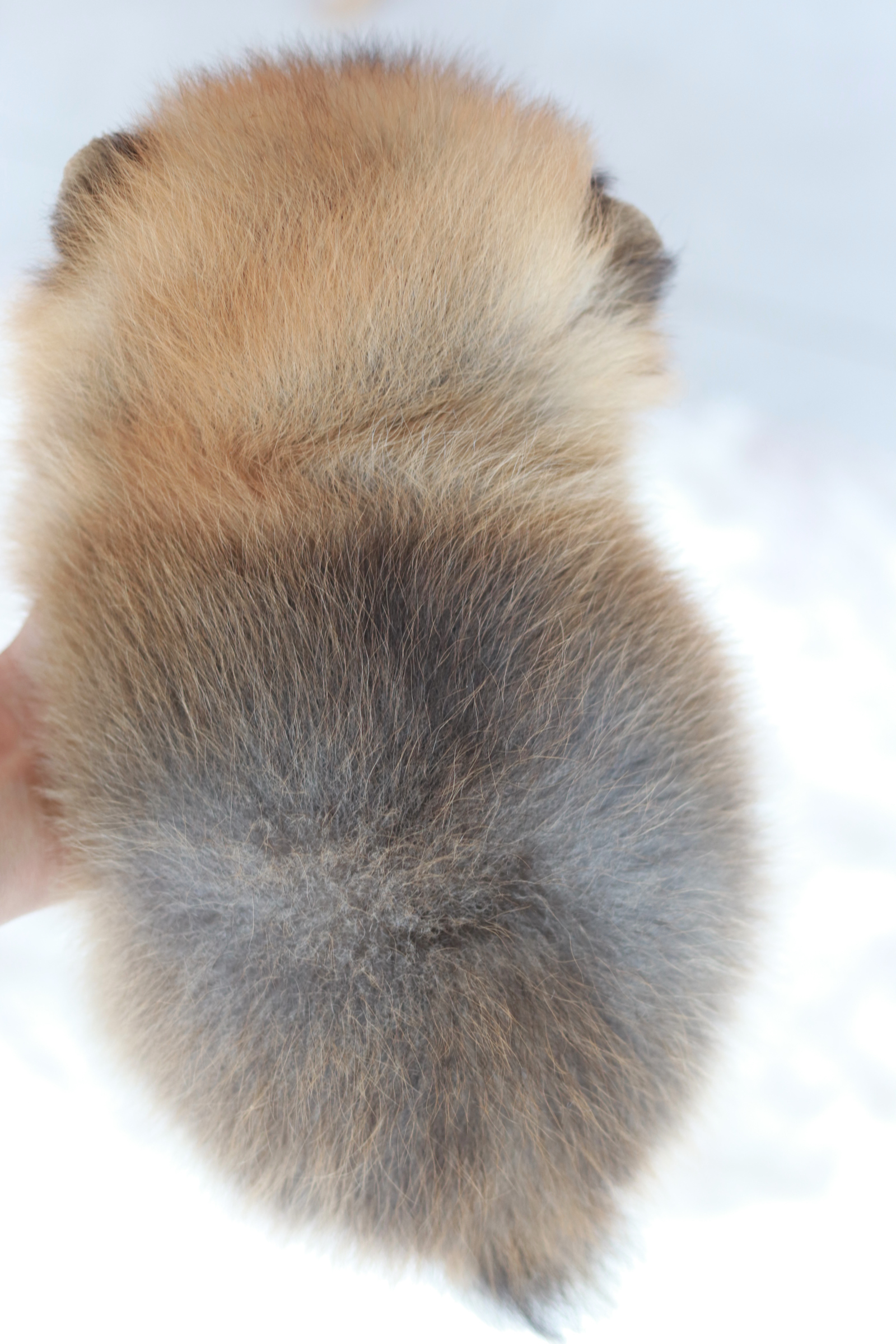 ปอมเมอเรเนียน เพศเมีย