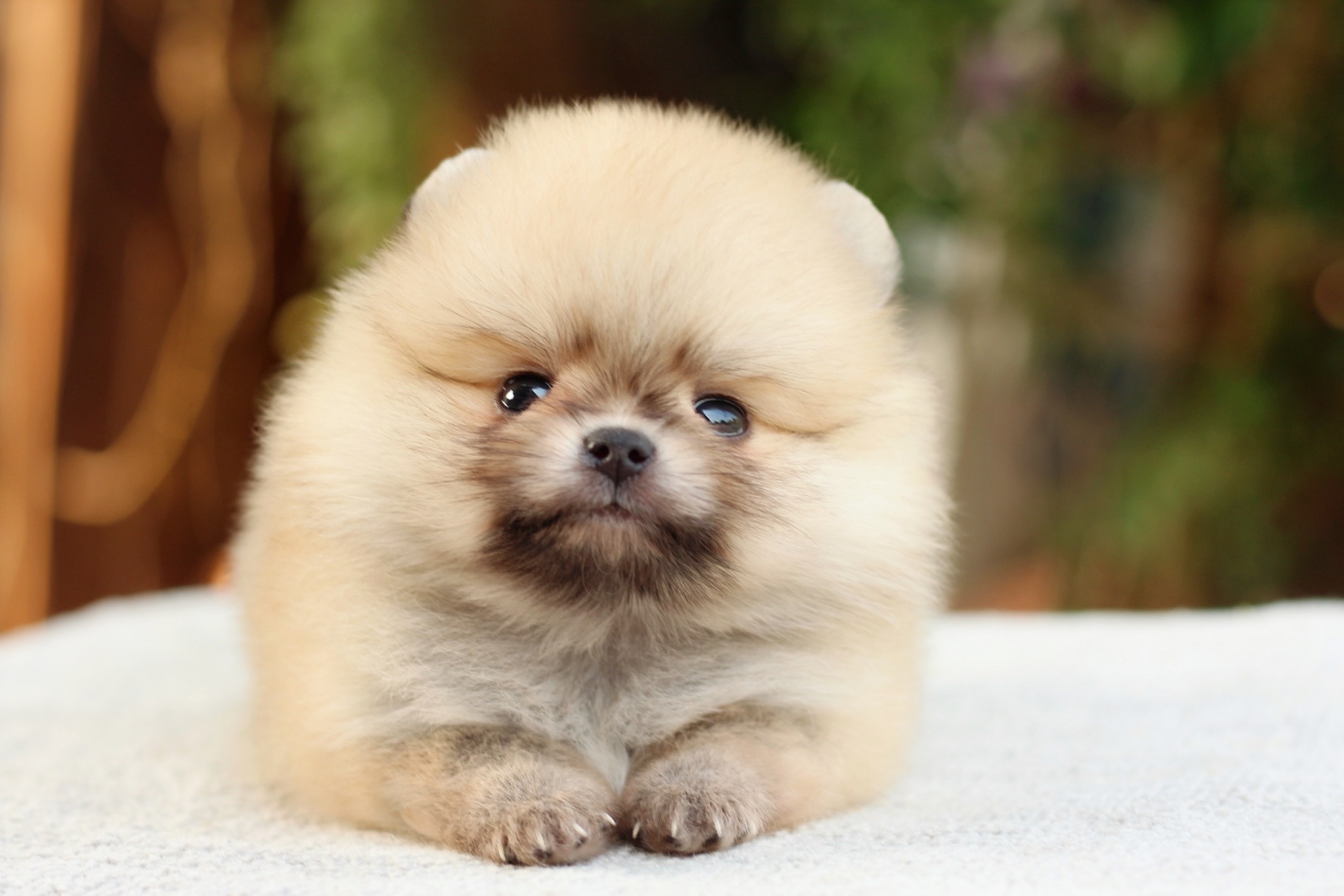 ปอมเมอเรเนียน เพศผู้สีส้ม