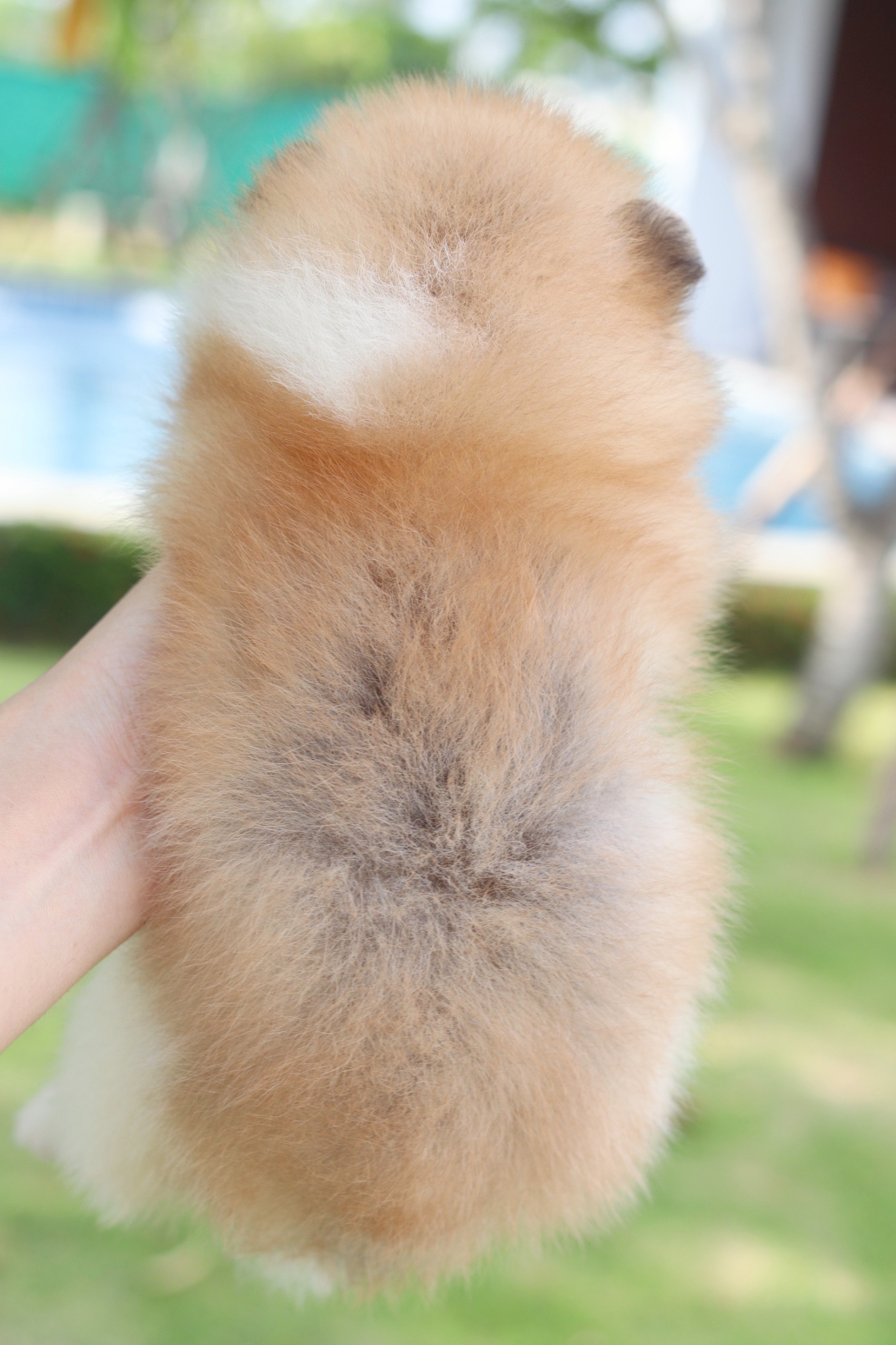 ปอมเมอเรเนียน เพศเมีย สีแฟนซี