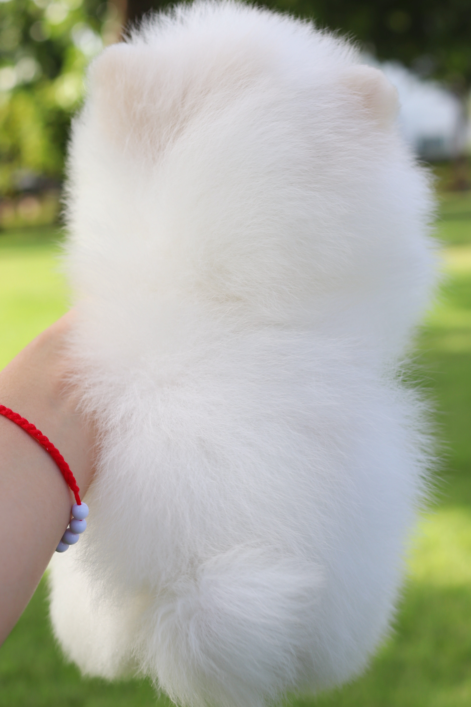 ปอมเมอเรเนียน เพศผู้สีขาวครีม เกรดโชว์