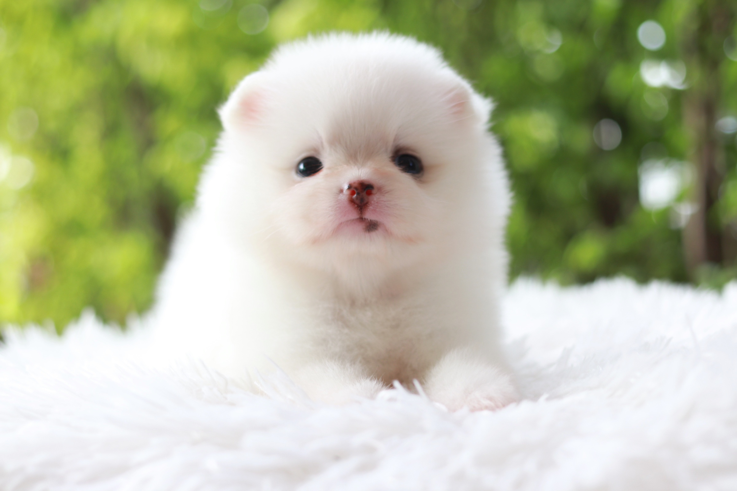 ปอมเมอเรเนียน เพศเมียสีขาว