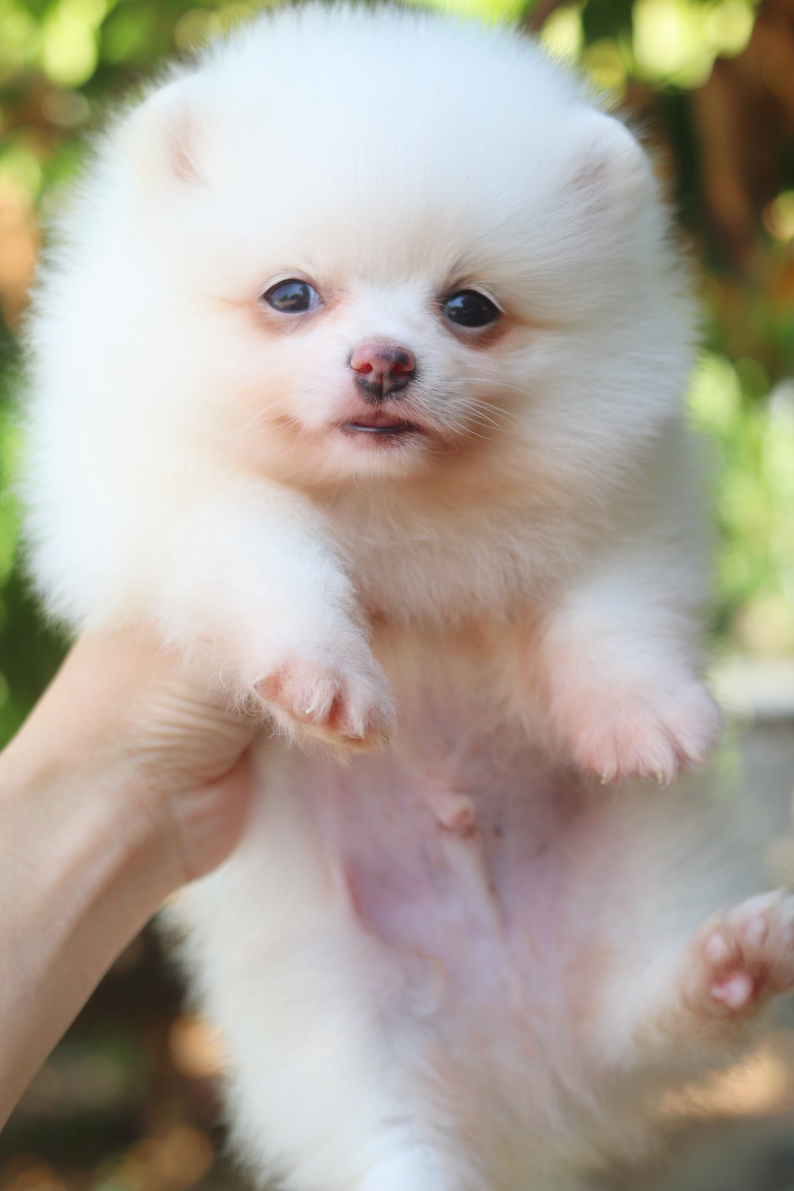 ปอมเมอเรเนียน เพศผู้ สีขาวครีม