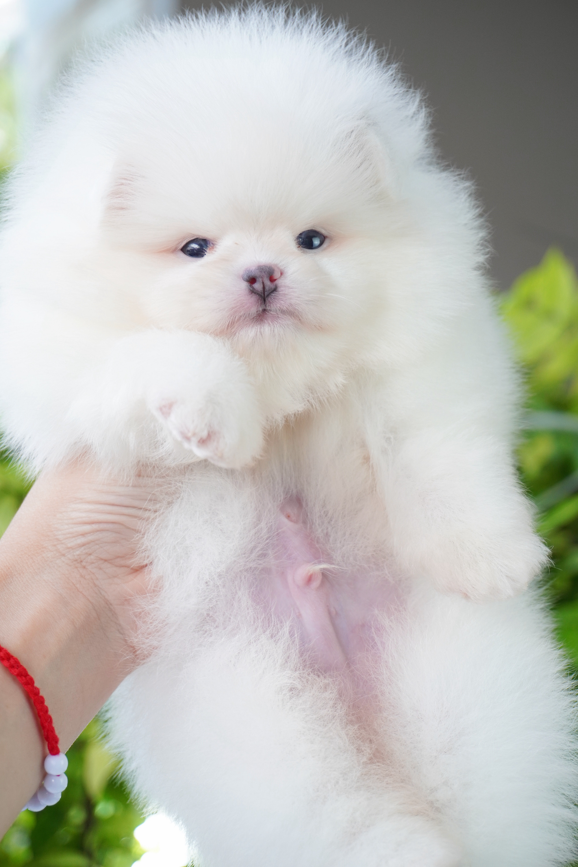 ปอมเมอเรเนียน เพศผู้ สีขาวครีม เกรดโชว์