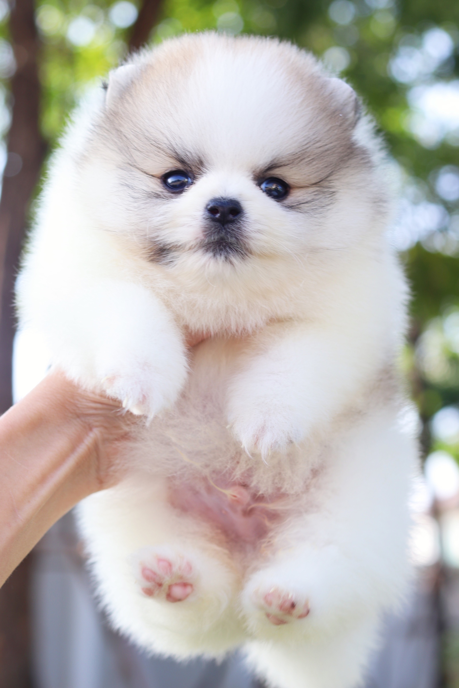 ปอมเมอเรเนียน เพศผู้ แฟนซีเกรดโชว์