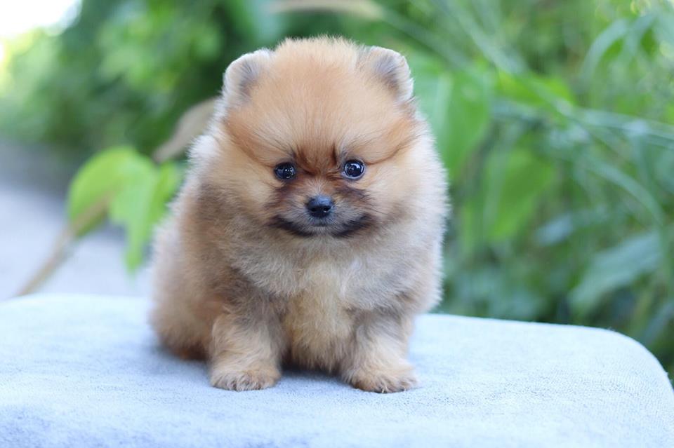 ปอมเมอเรเนียน เพศผู้