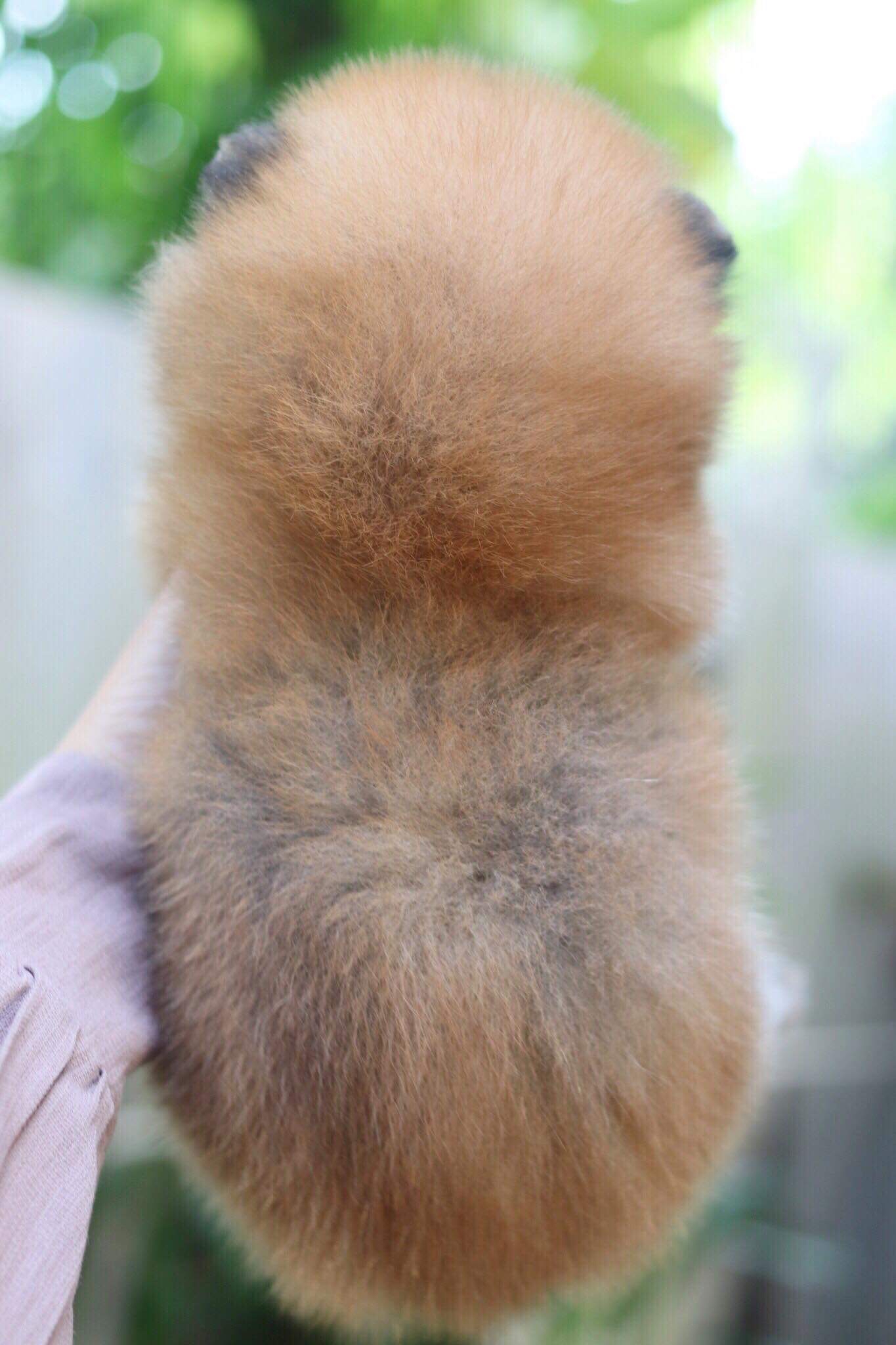 ปอมเมอเรเนียน เพศผู้