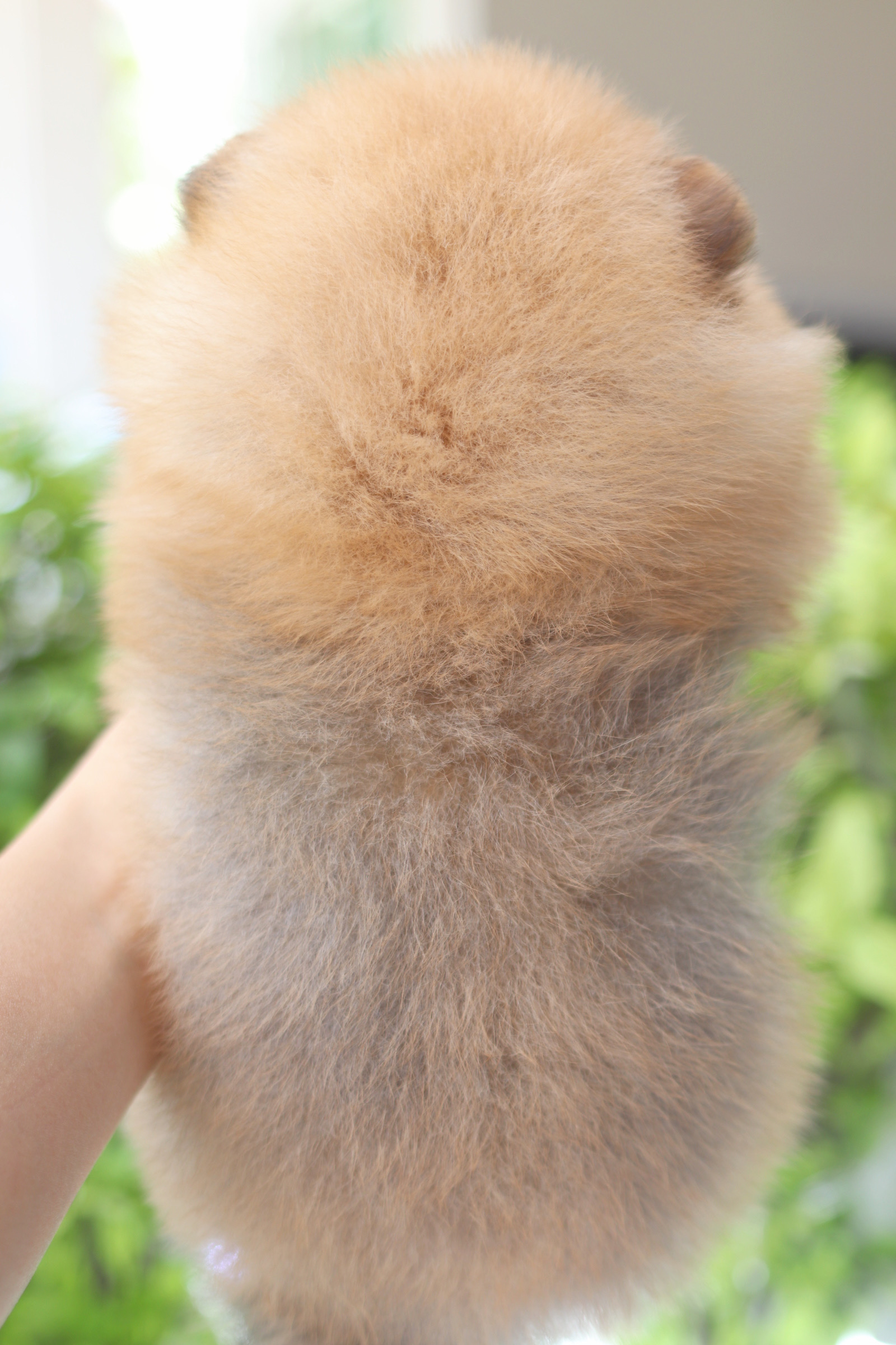 ปอมเมอเรเนียน เพศผู้ สีส้ม เกรดโชว์