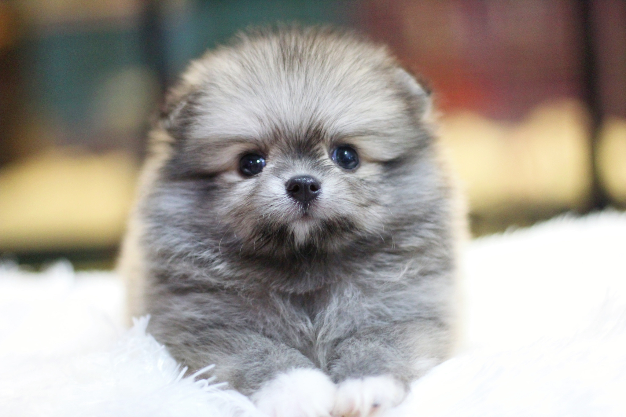 ปอมเมอเรเนียน เพศผู้ สีส้ม