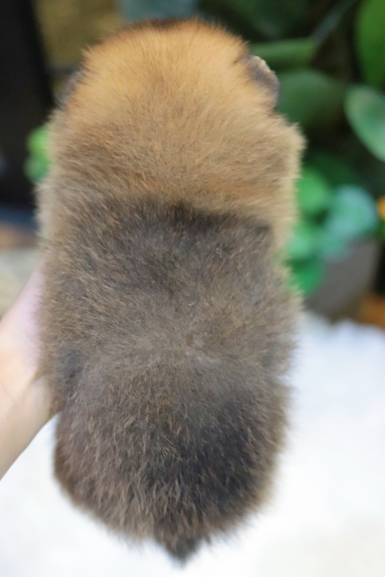 ปอมเมอเรเนียน เพศผู้สีส้ม ขนแน่น