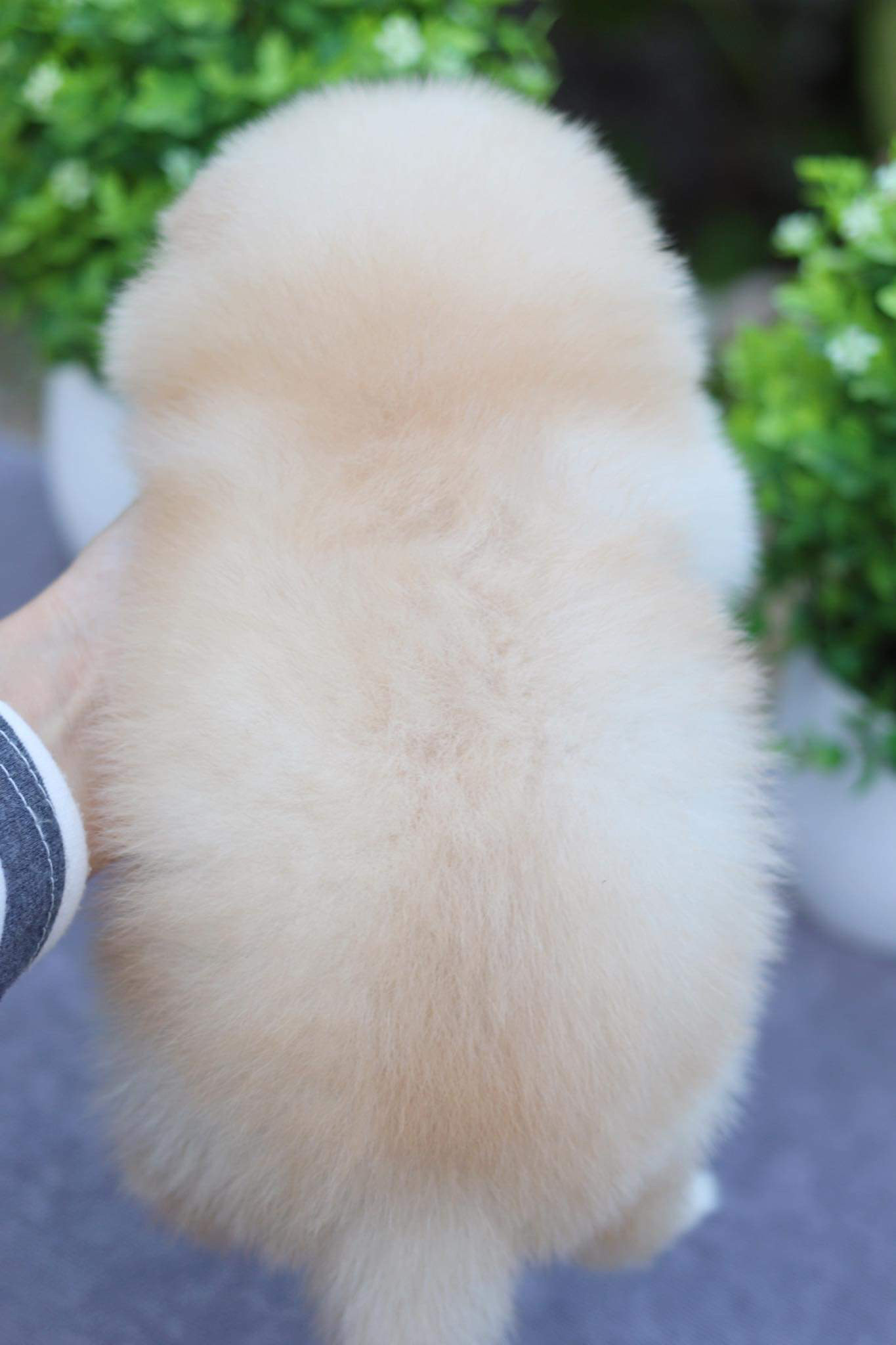 ปอมเมอเรเนียน เพศผู้