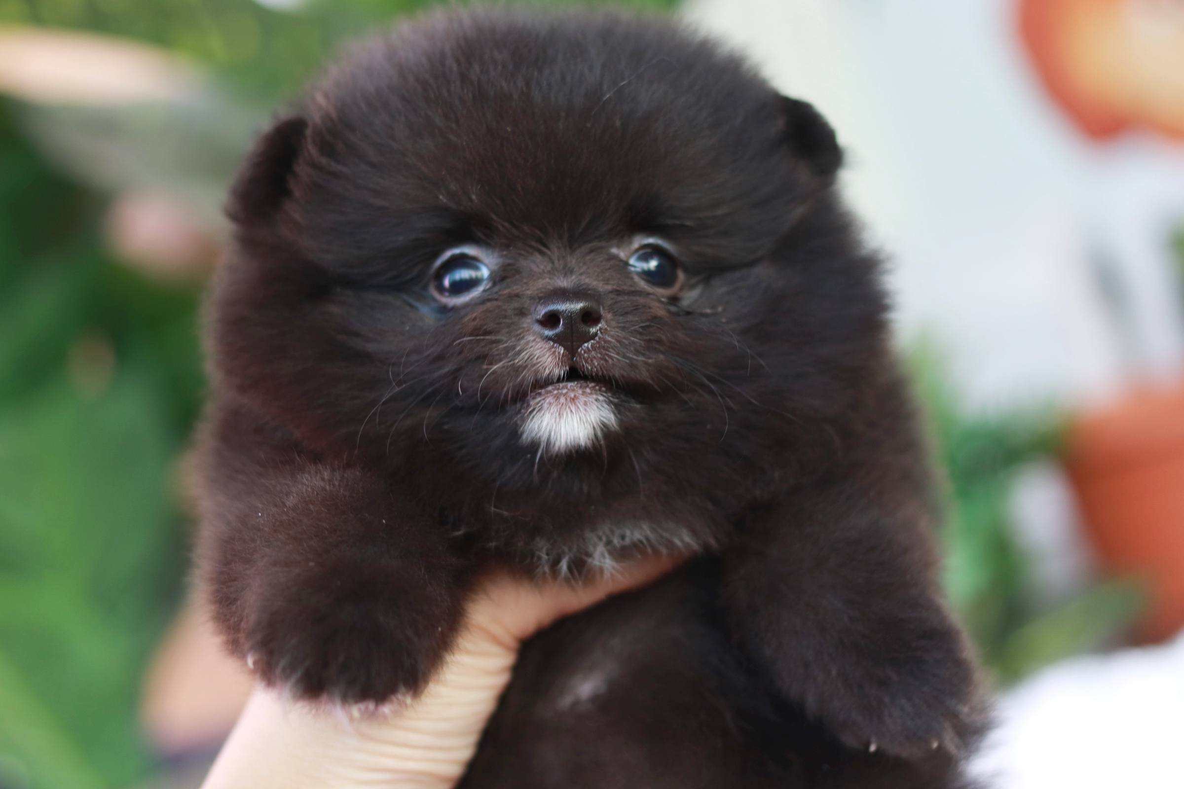 ปอมเมอเรเนียน เพศเมีย