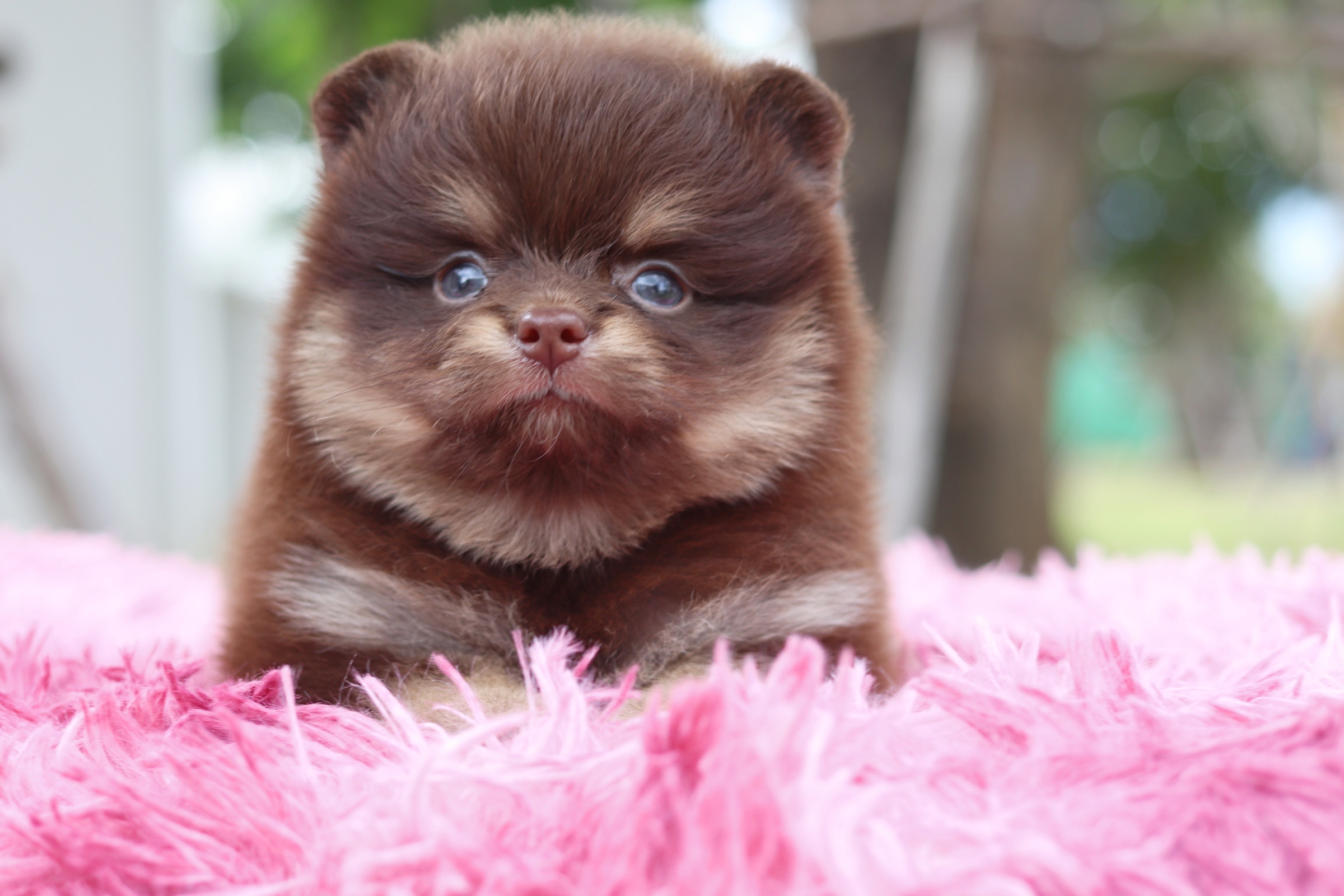 ปอมเมอเรเนียน เพศผู้ สีช็อคแทน