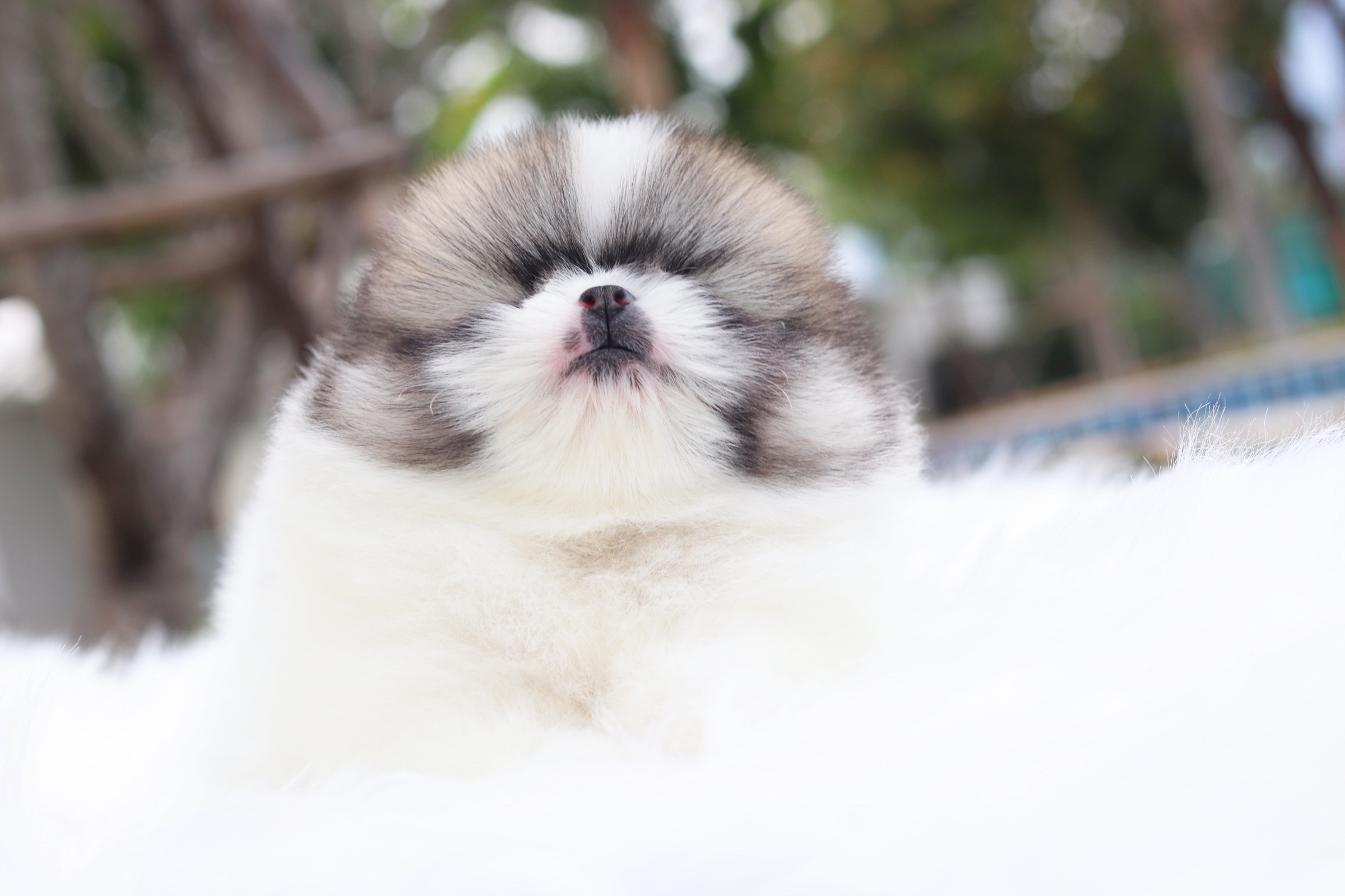 ปอมเมอเรเนียน เพศผู้ สีแฟนซี