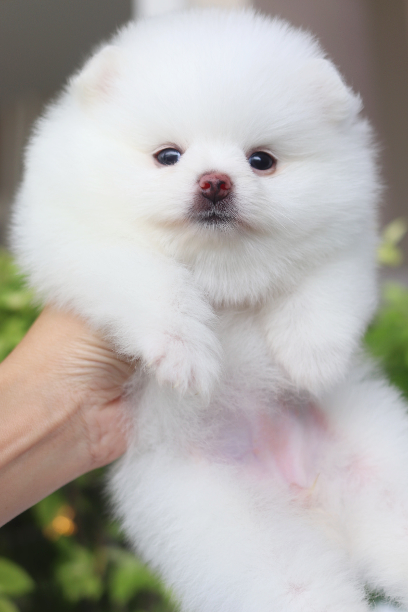 ปอมเมอเรเนียน เพศเมียสีขาวครีม เกรดโชว์