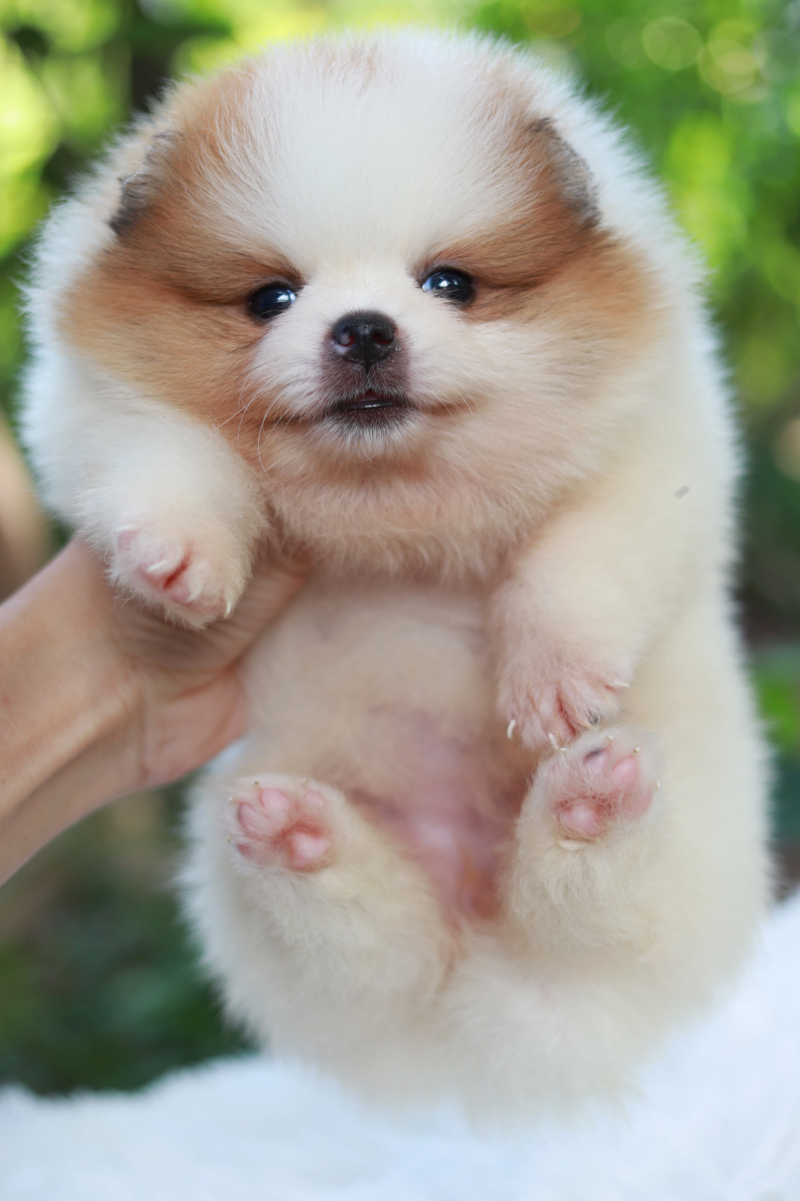 ปอมเมอเรเนียน เพศเมีย สีแฟนซี หน้าตุ๊กตา