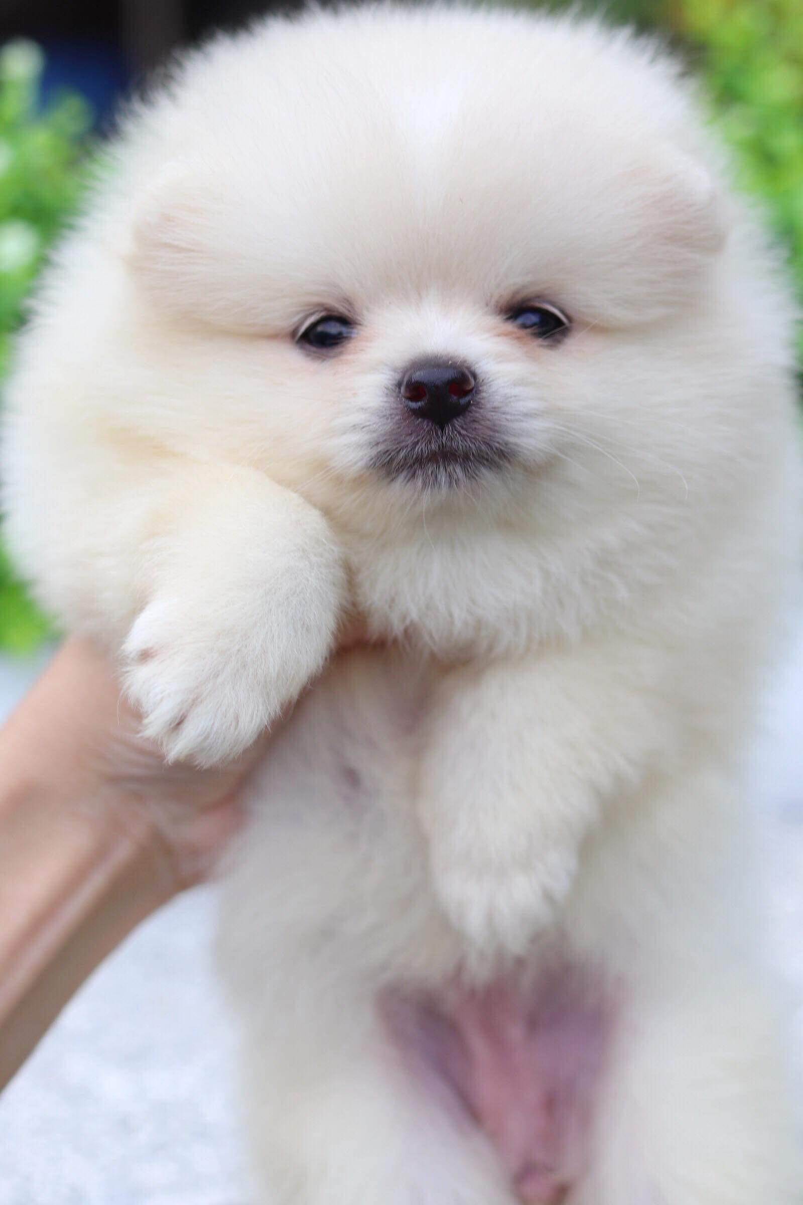 ปอมเมอเรเนียน เพศเมีย