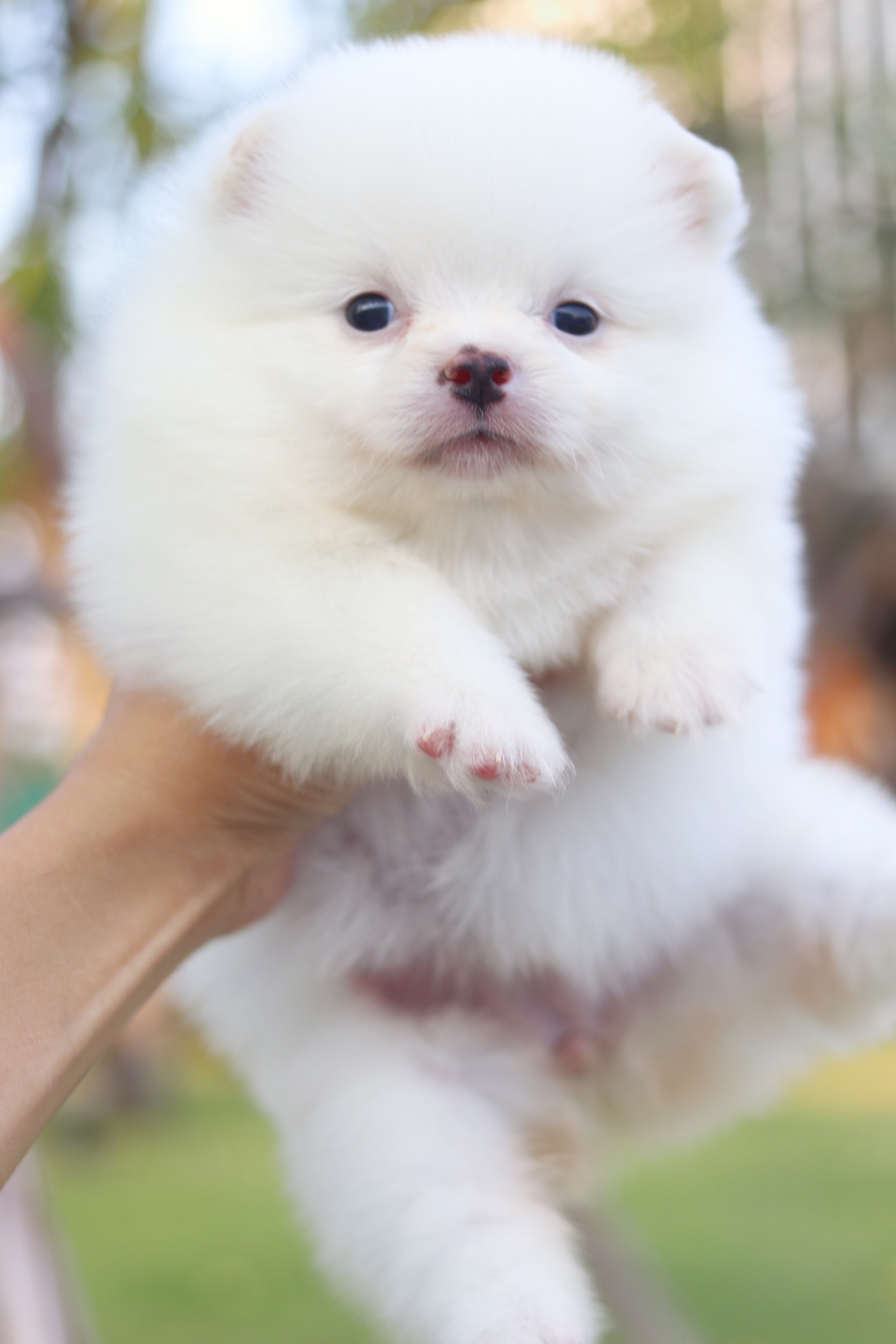 ปอมเมอเรเนียน เพศเมียสีขาวครีม