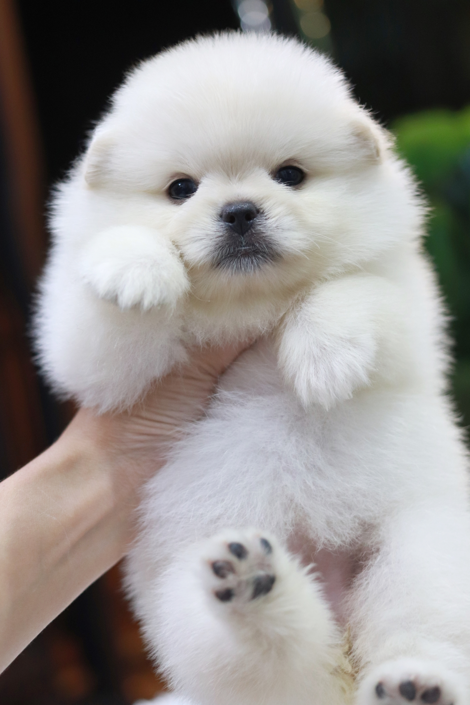 ปอมเมอเรเนียน เพศเมียขาวครีม