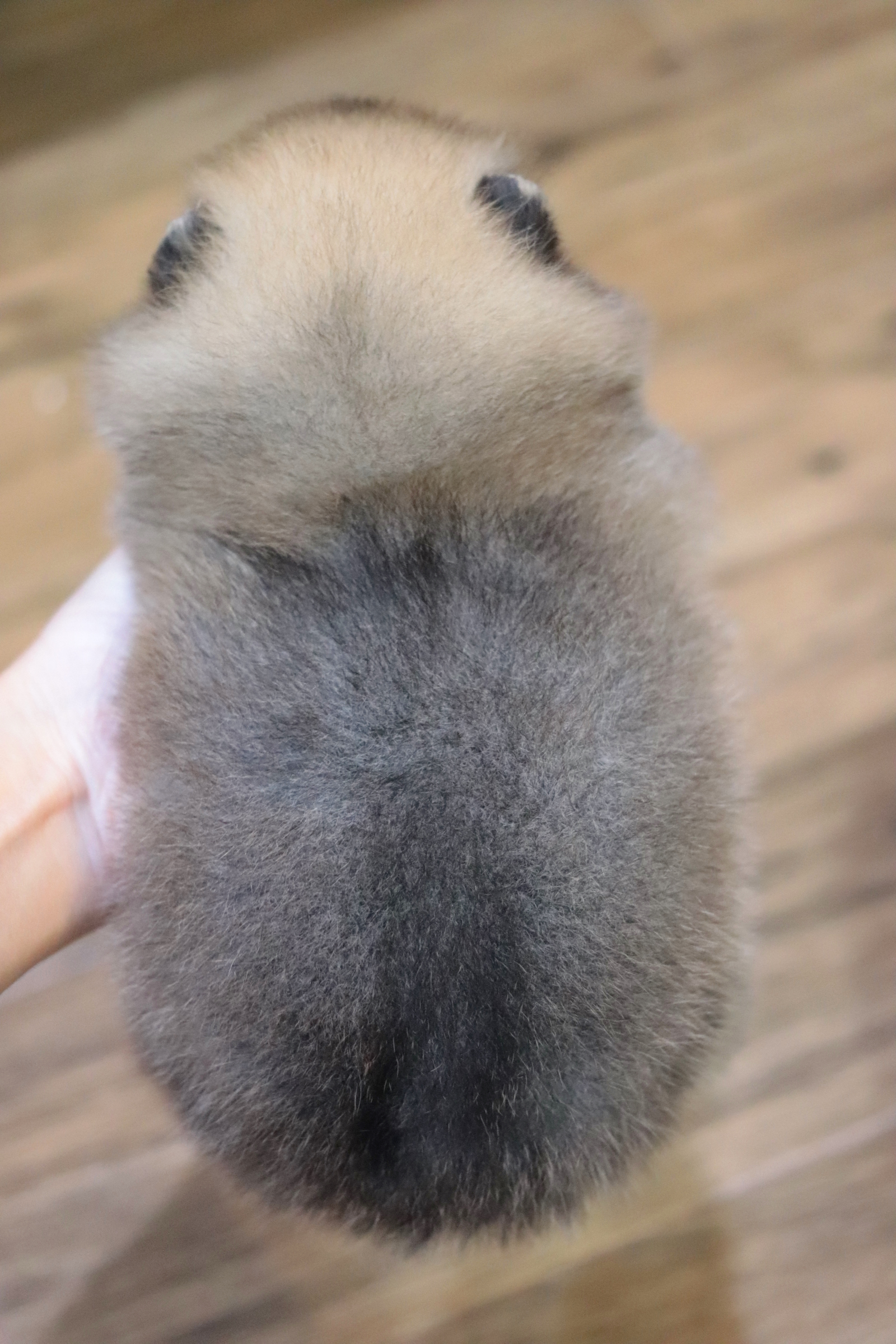 ปอมเมอเรเนียน เพศผู้ สีส้ม