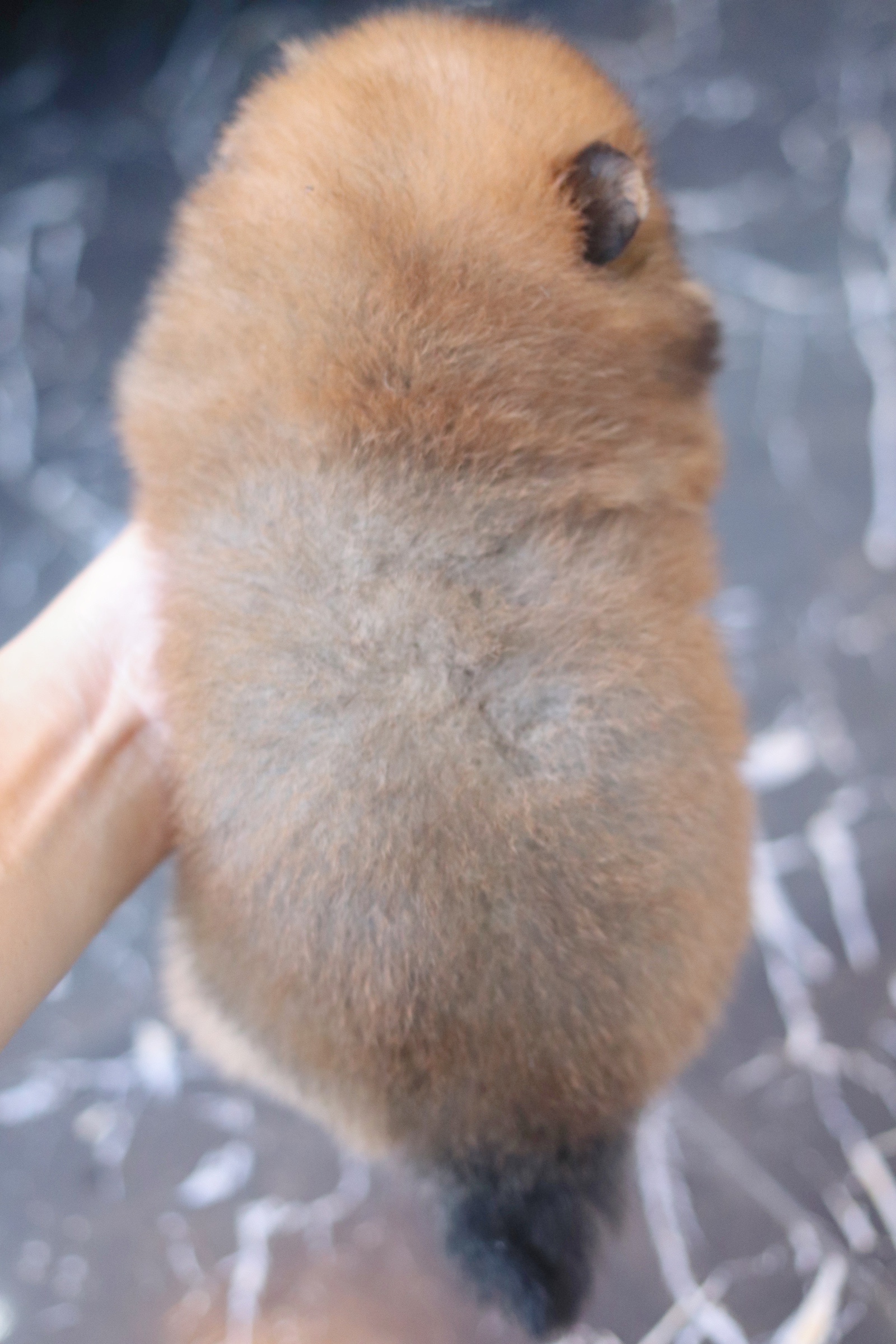 ปอมเมอเรเนียน เพศเมียสีส้ม