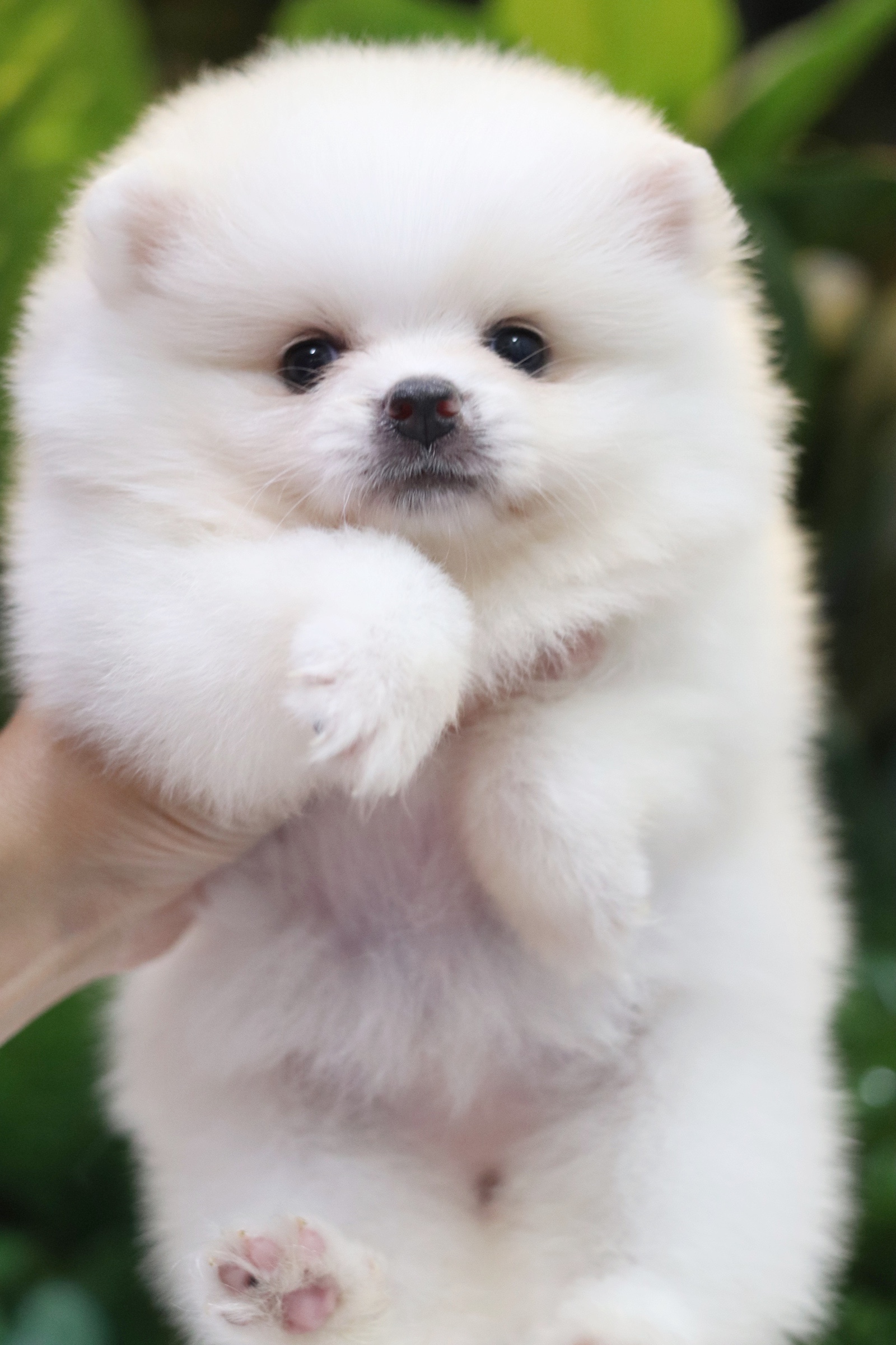 ปอมเมอเรเนียน เพศเมียขาวครีม