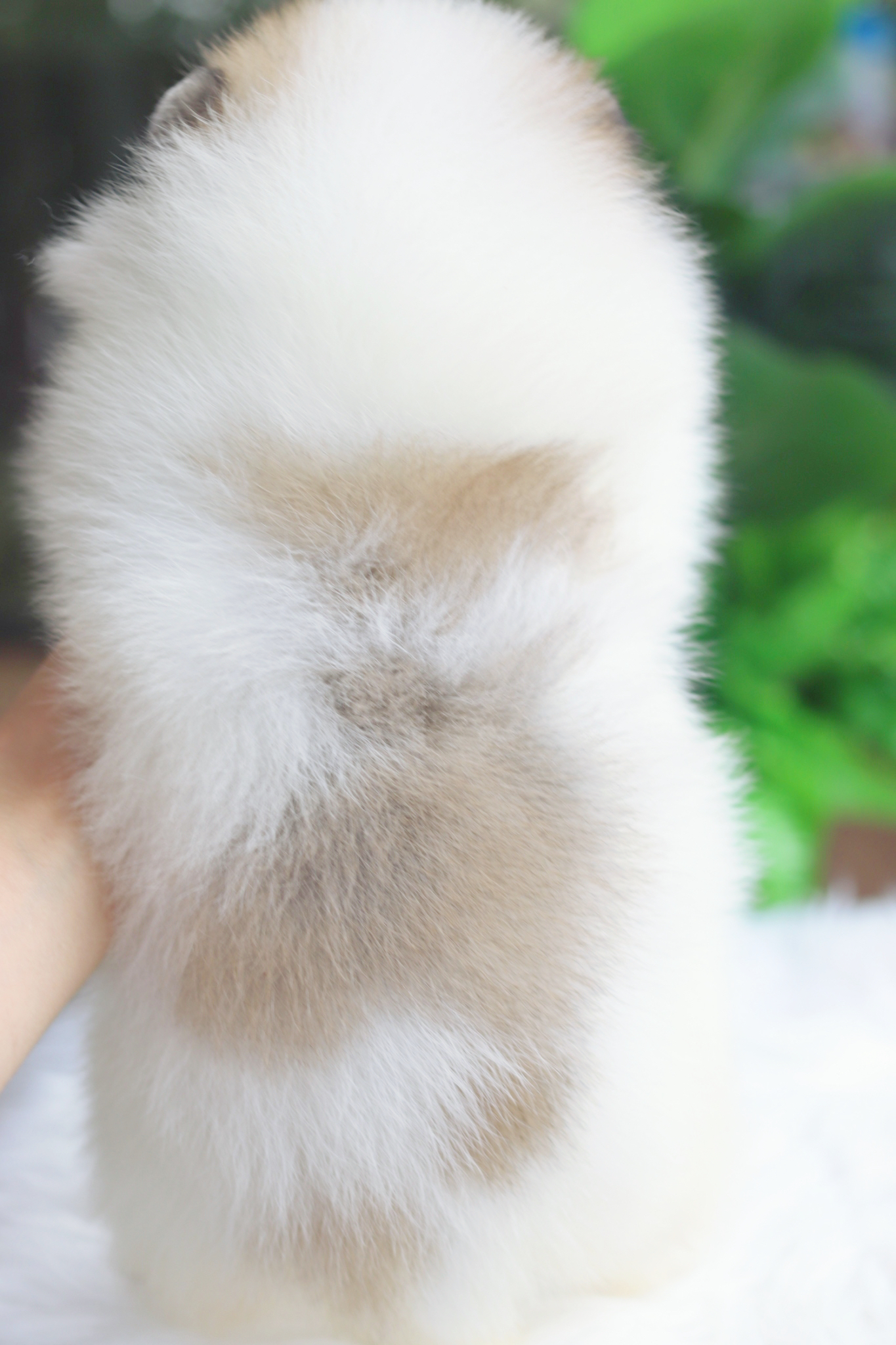 ปอมเมอเรเนียน เพศเมียสีแฟนซี