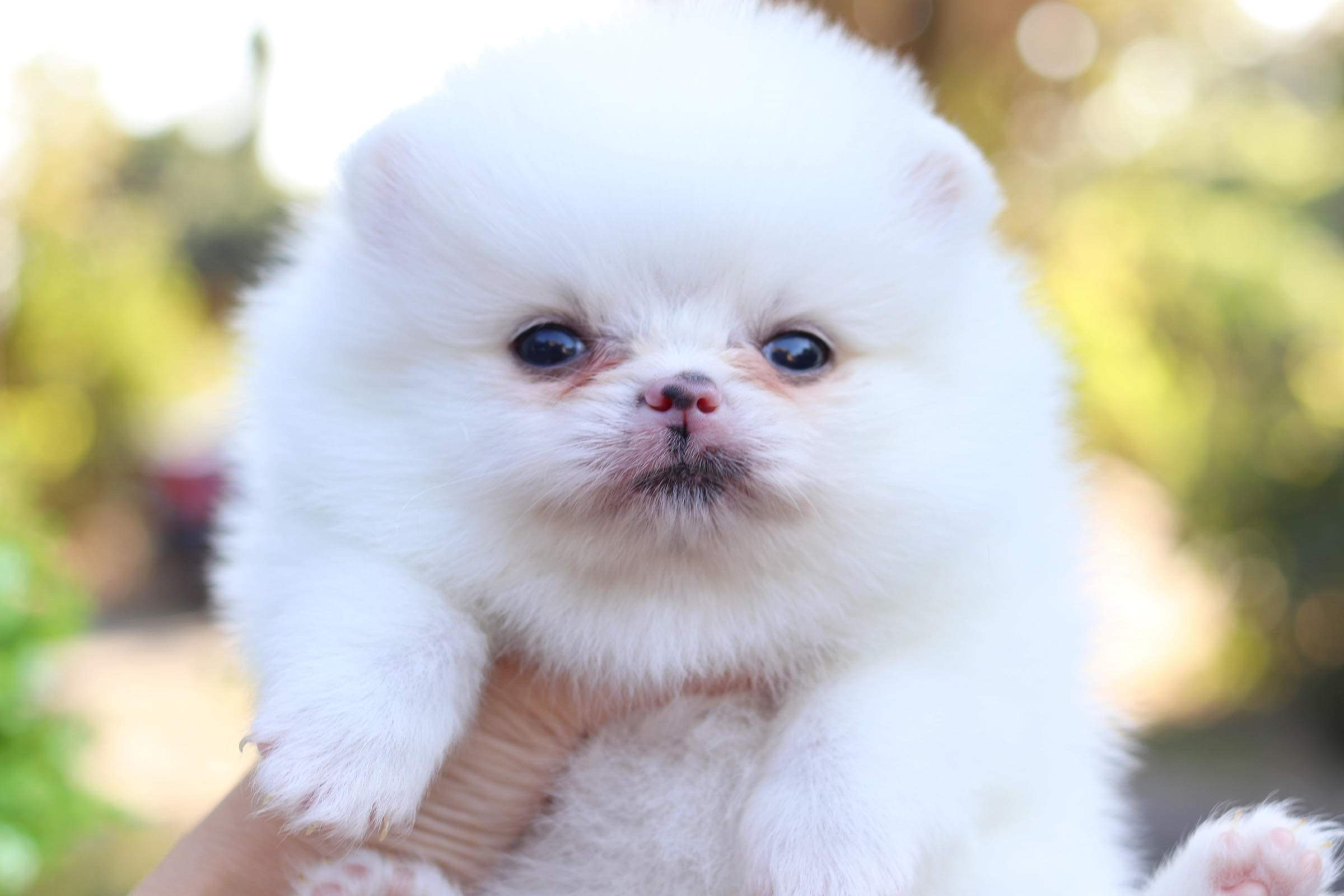 ปอมเมอเรเนียน เพศผู้