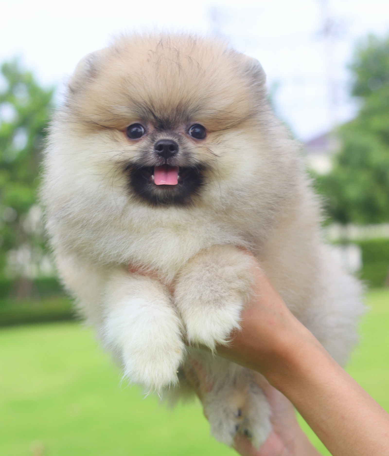 ปอมเมอเรเนียน เพศผู้สีส้ม