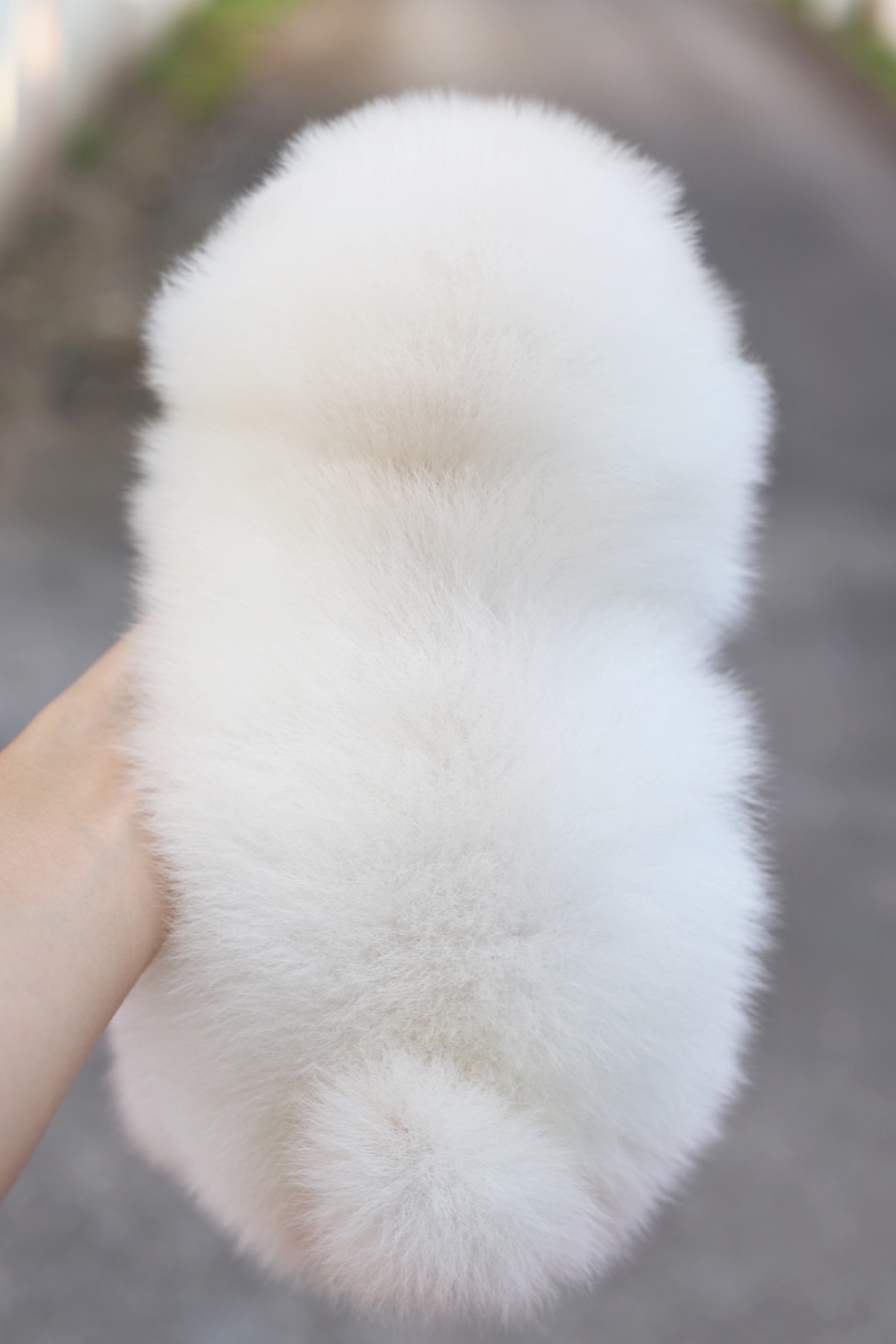 ปอมเมอเรเนียน เพศผู้ ขาวครีม