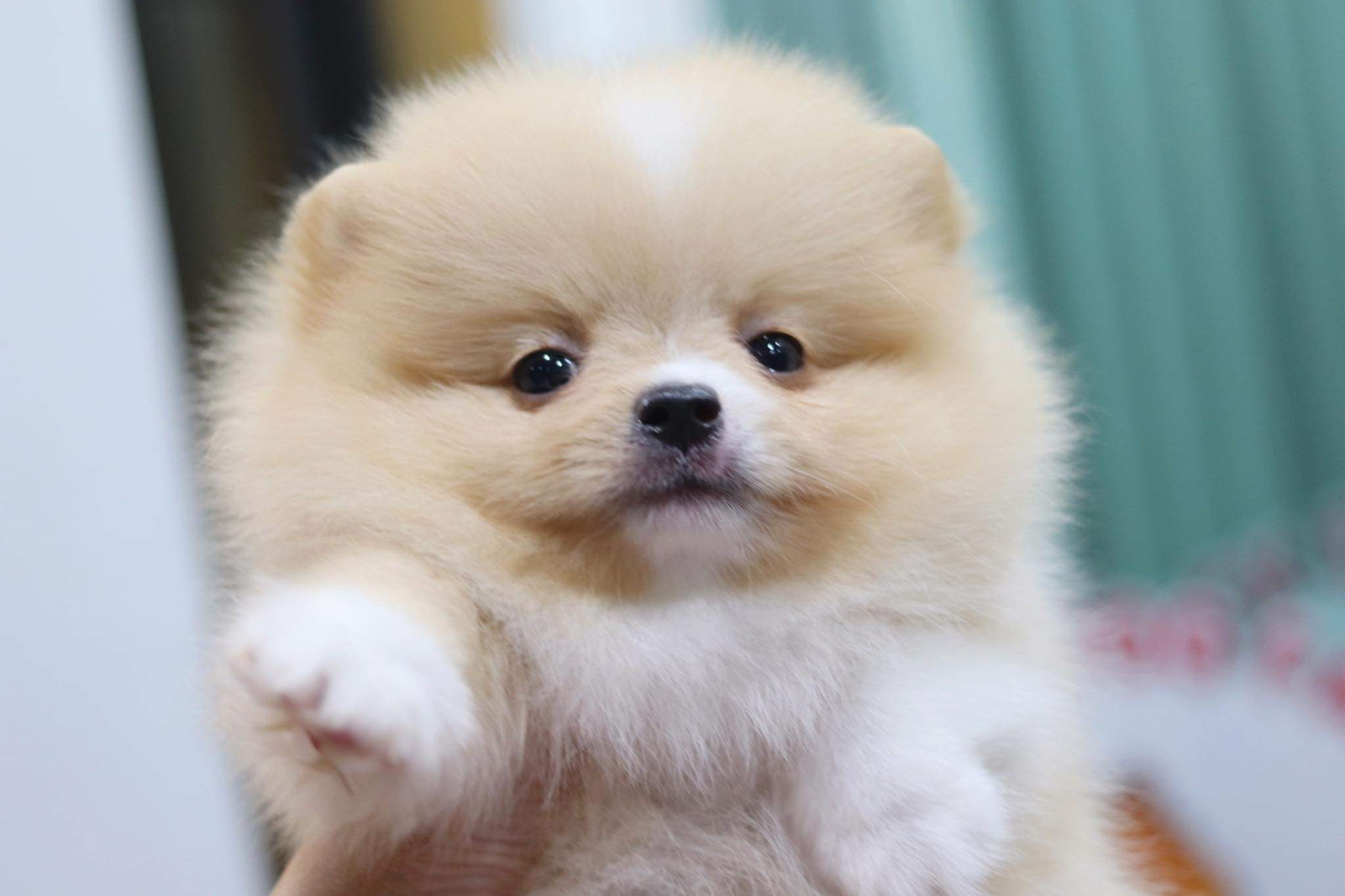 ปอมเมอเรเนียน เพศผู้