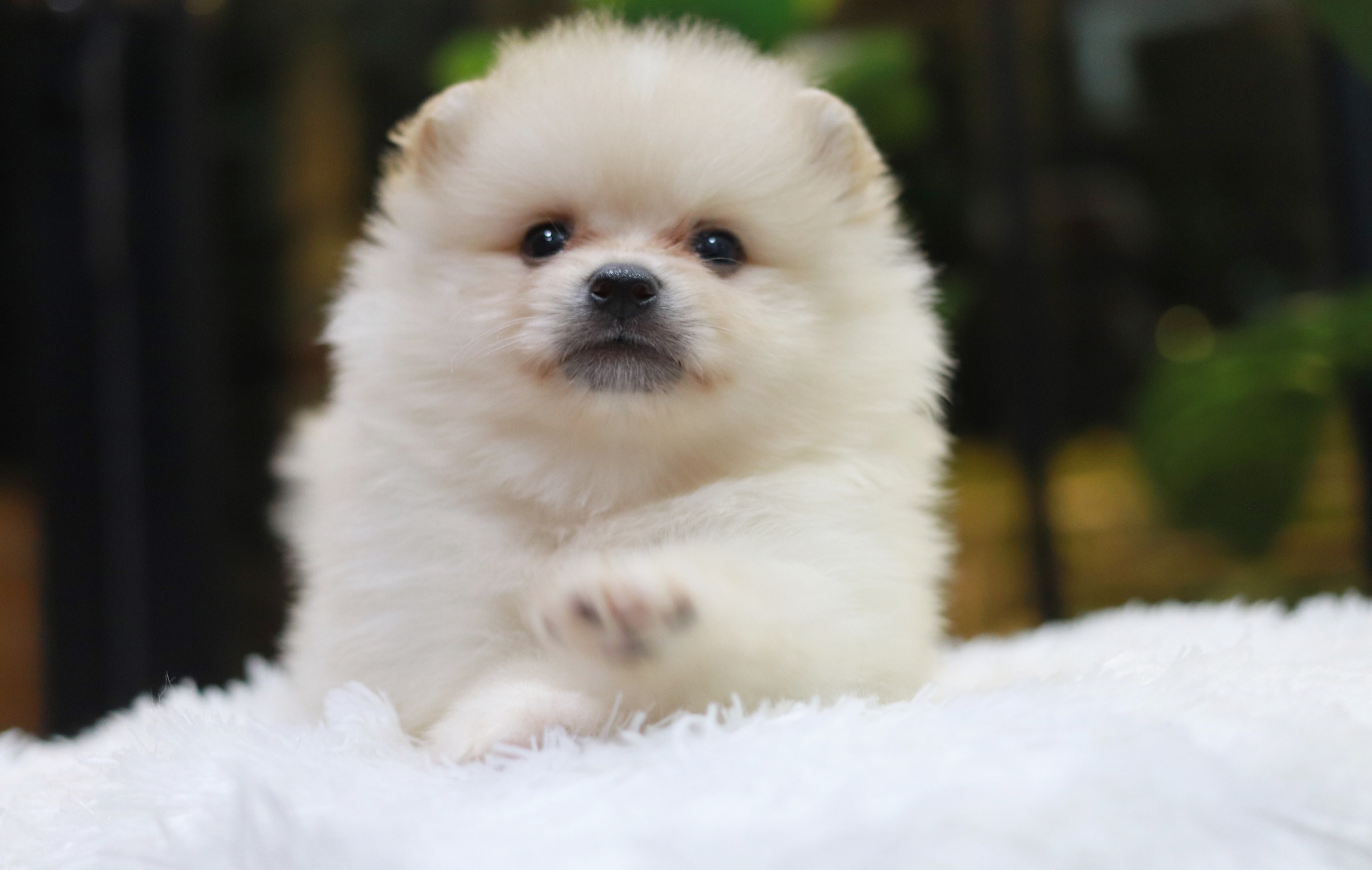 ปอมเมอเรเนียน เพศผู้ ขาวครีม หน้าฟ็อก