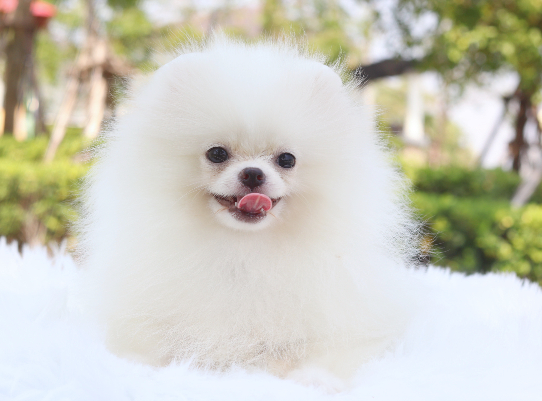 ปอมเมอเรเนียน เพศผู้สีขาวครีม