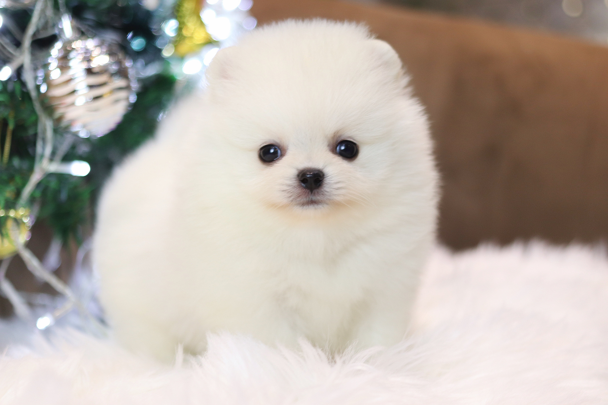 ปอมเมอเรเนียน เพศผู้สีขาวครีม เกรดโชว์